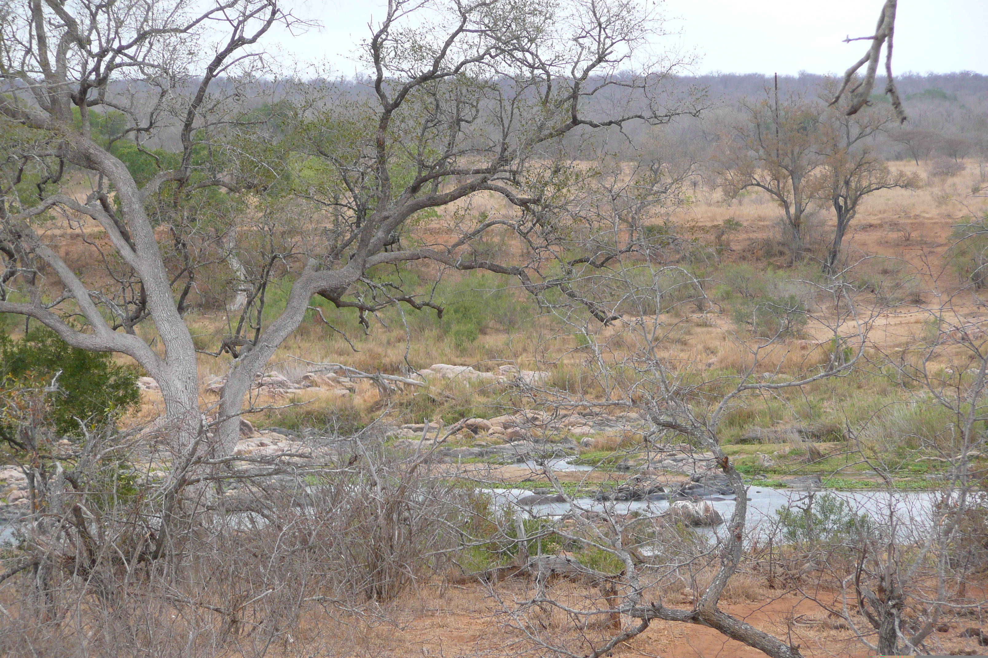 รูปถ่าย แอฟริกาใต้(South Africa) อุทยานแห่งชาติครูเกอร์(Kruger National Park) แม่น้ำครอกโคไดล์(Crocodile River) 2008-09 67