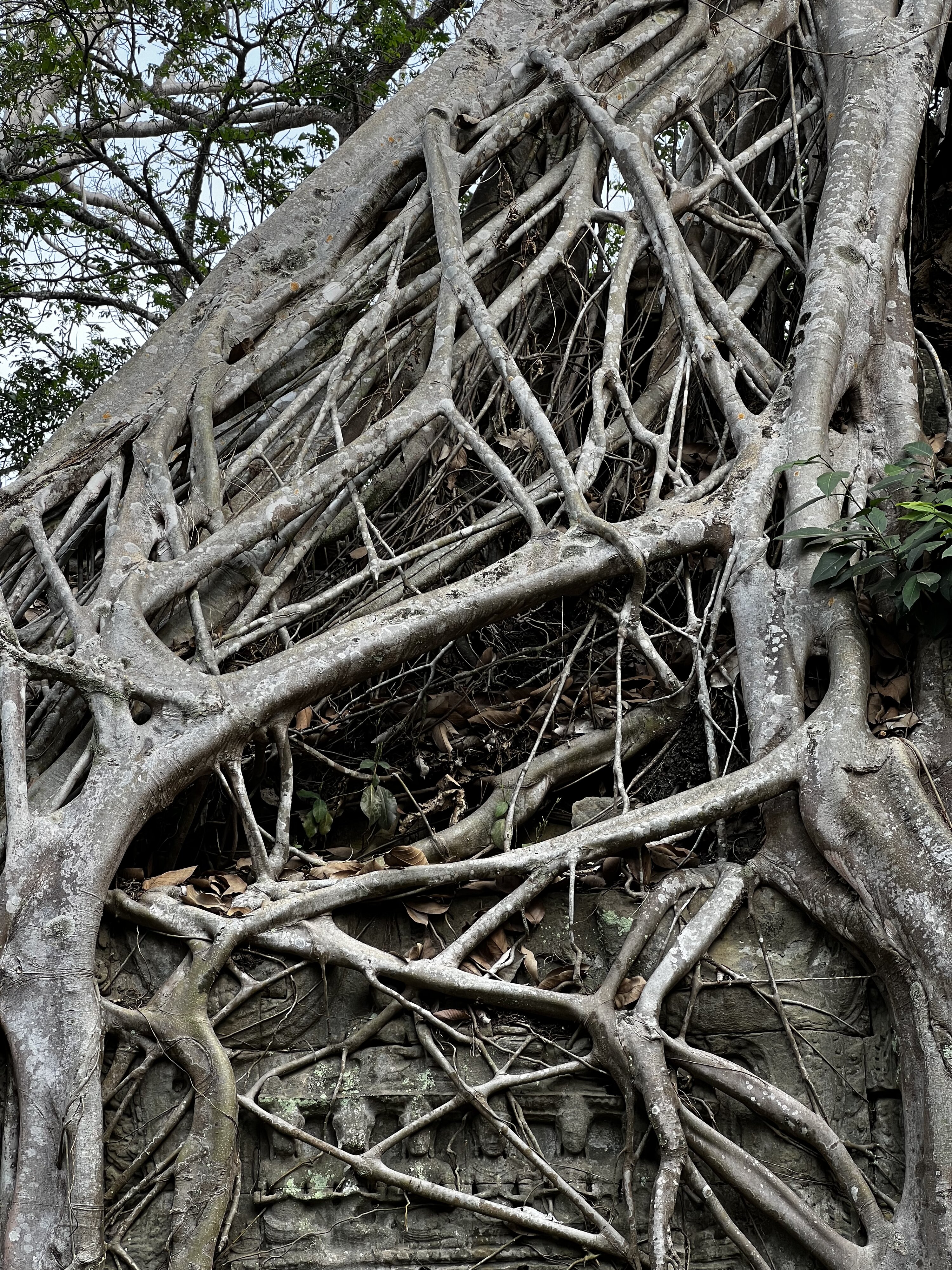 รูปถ่าย กัมพูชา(Cambodia) เสียมราฐ(Siem Reap) ปราสาทตาพรหม(Ta Prohm) 2023-01 88