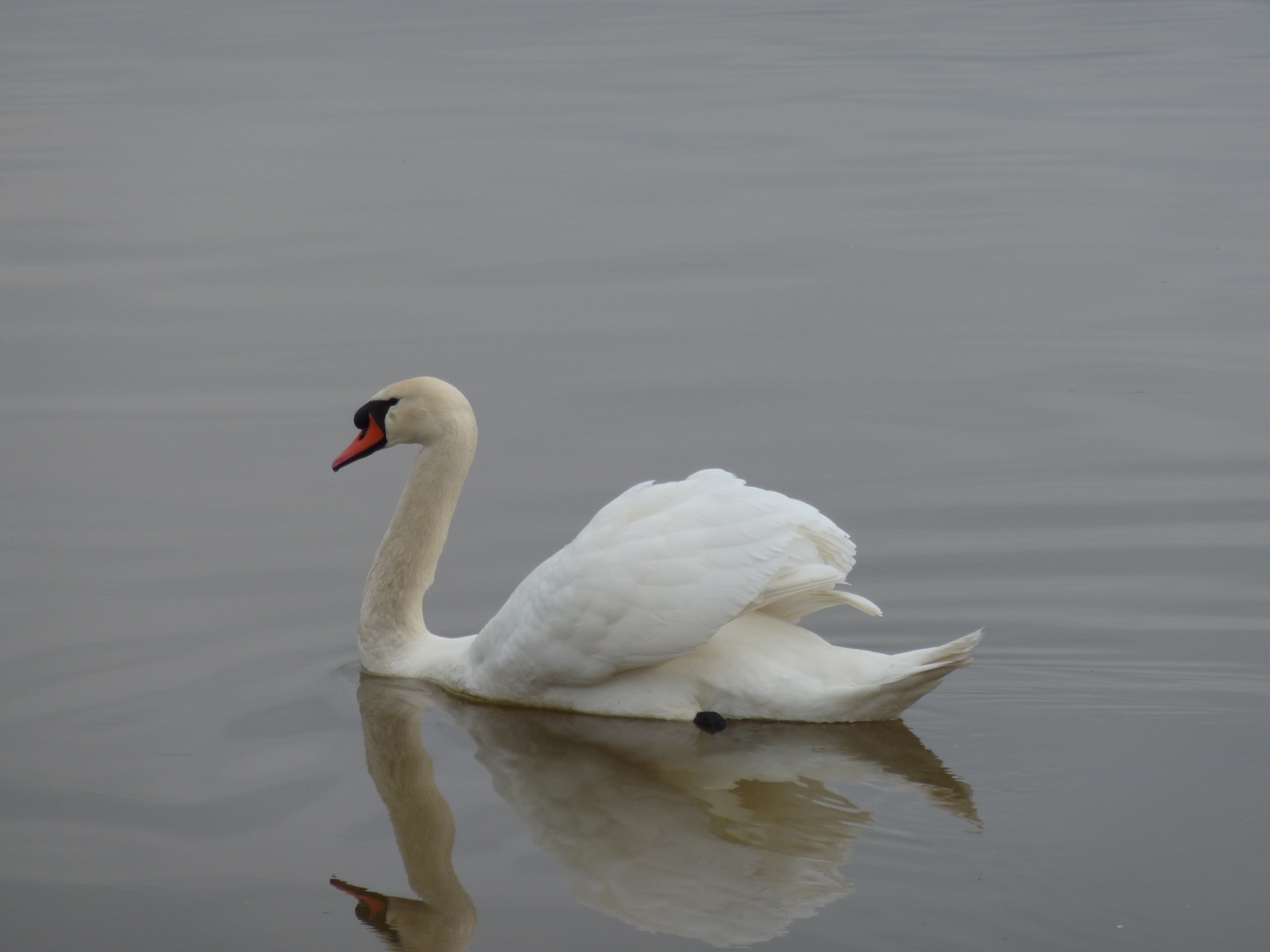 รูปถ่าย เอสโตเนีย(Estonia) ฮาปซาลู(Haapsalu) 2009-04 53
