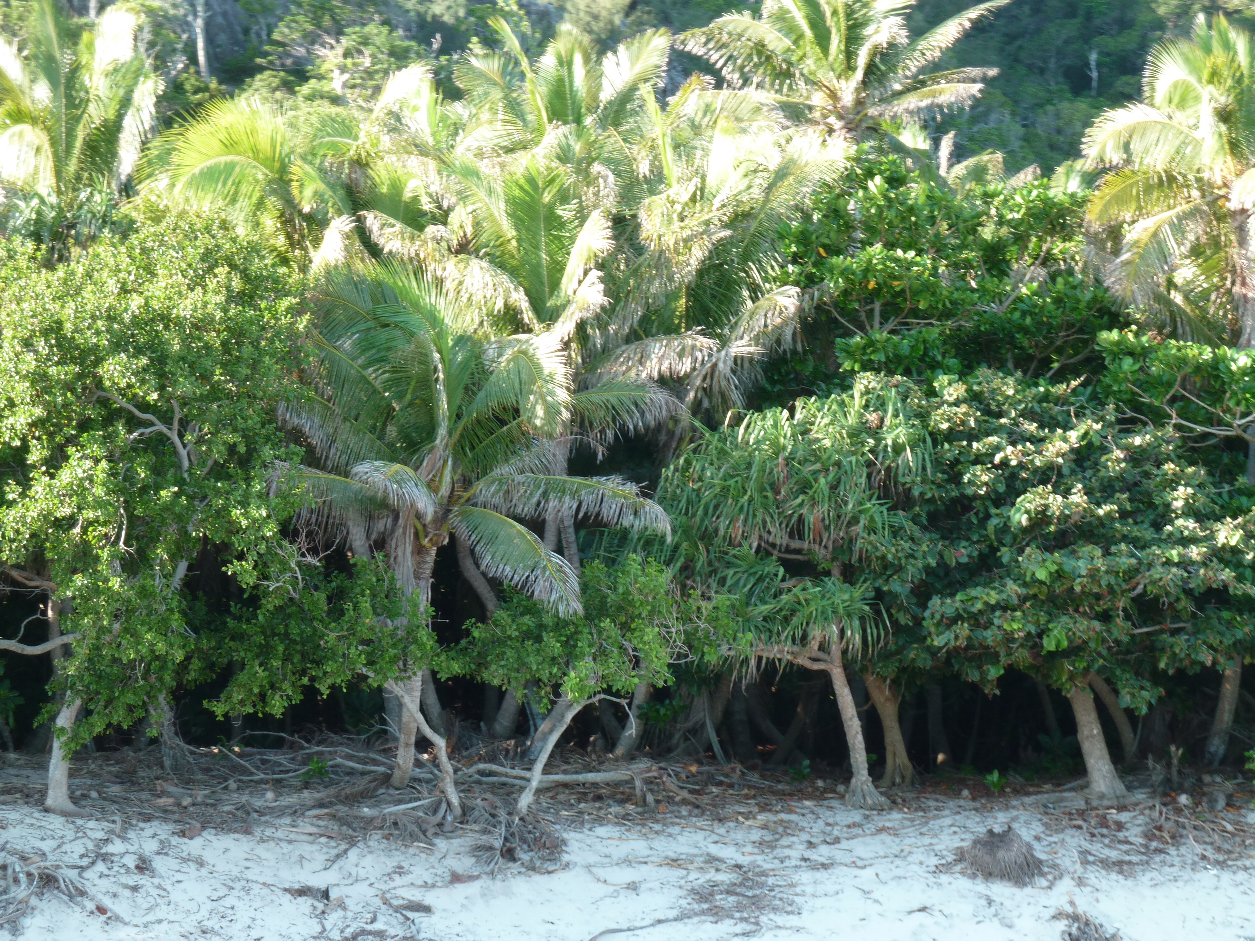 รูปถ่าย ฟิจิ(Fiji) เกาะแคสต์อะเวย์(Castaway Island) 2010-05 203