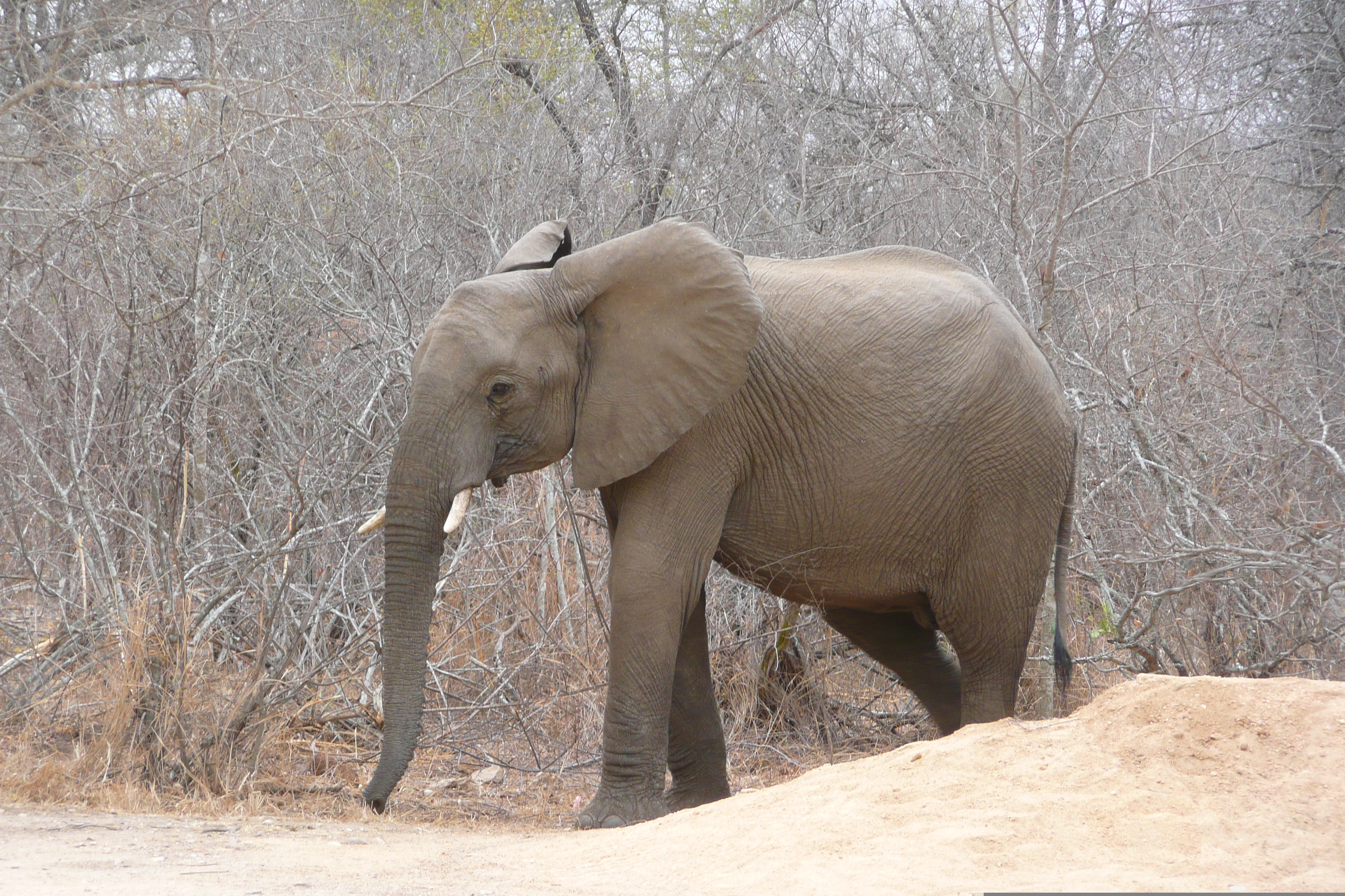 รูปถ่าย แอฟริกาใต้(South Africa) อุทยานแห่งชาติครูเกอร์(Kruger National Park) แม่น้ำซาเบิล(Sable River) 2008-09 0