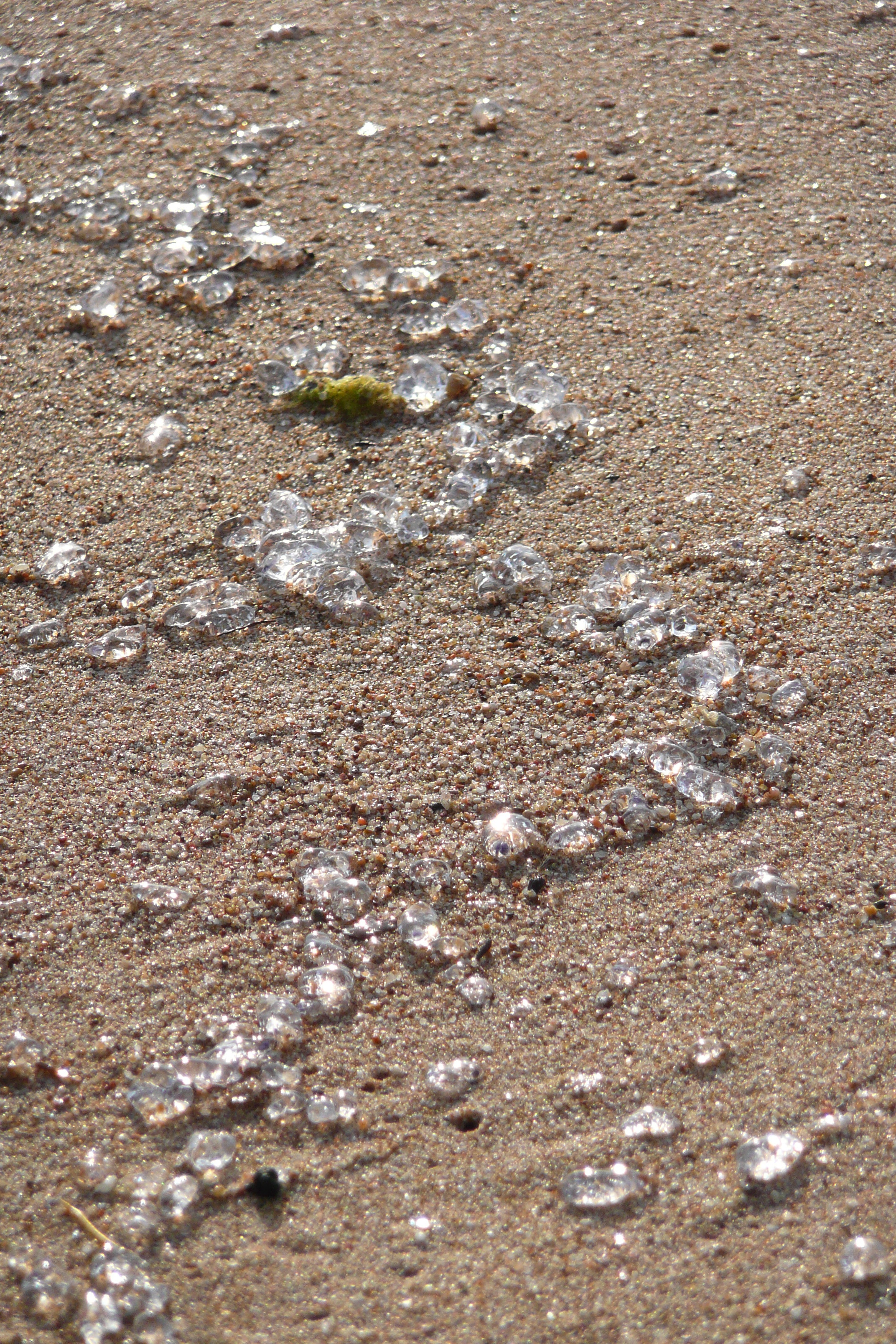 รูปถ่าย ฝรั่งเศส(France) คานส์(Cannes) หาดทราย(Beach) 2008-04 26