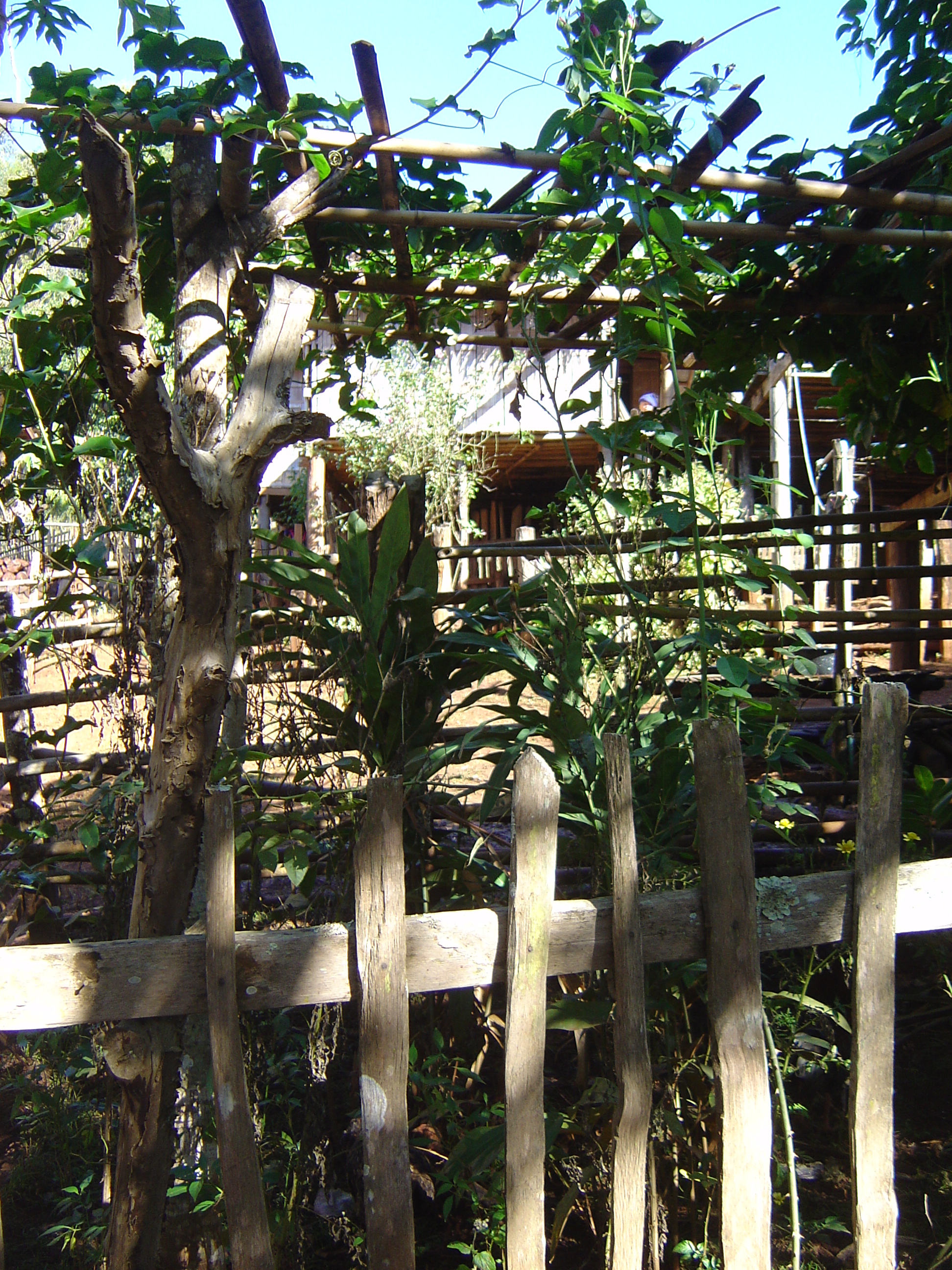 รูปถ่าย ไทย(Thailand) ปางมะผ้า(Pang Mapha) 2005-12 47