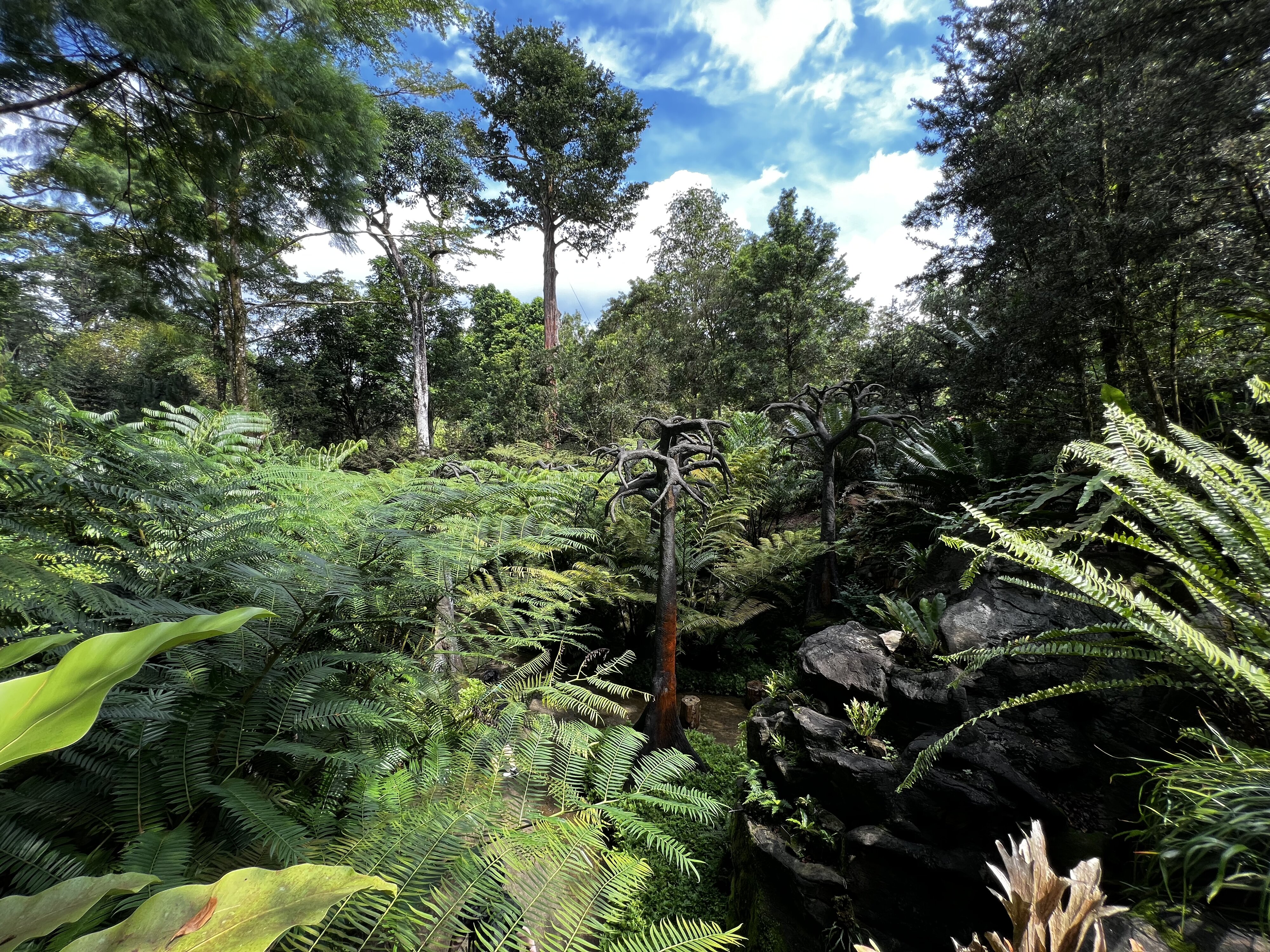 รูปถ่าย สิงคโปร์(Singapore) สวนพฤกษศาสตร์สิงคโปร์(Singapore Botanic Gardens) 2023-01 87