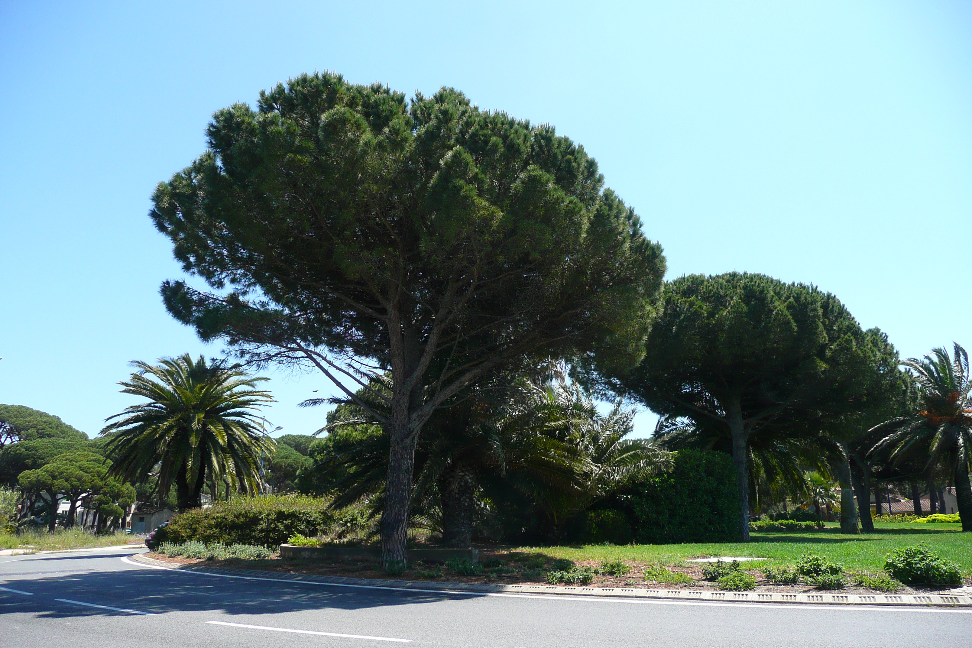 รูปถ่าย ฝรั่งเศส(France) เฟรนช์ริวิเอรา(French Riviera) คาบสมุทรอีแยร์(Hyeres peninsula) 2008-05 3