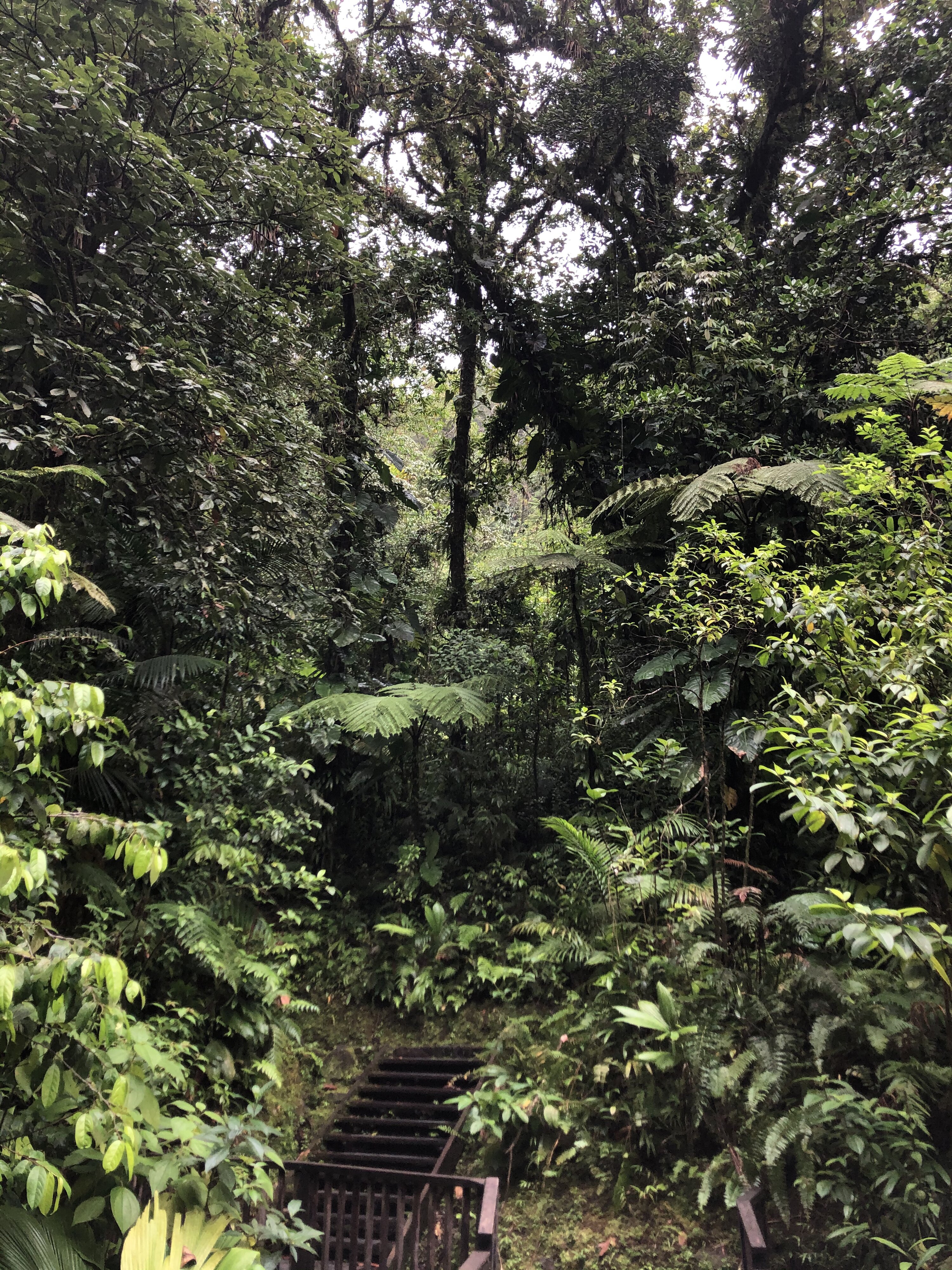 รูปถ่าย กวาเดอลูป(Guadeloupe) น้ำตกการ์เบ(Carbet Falls) 2021-02 16
