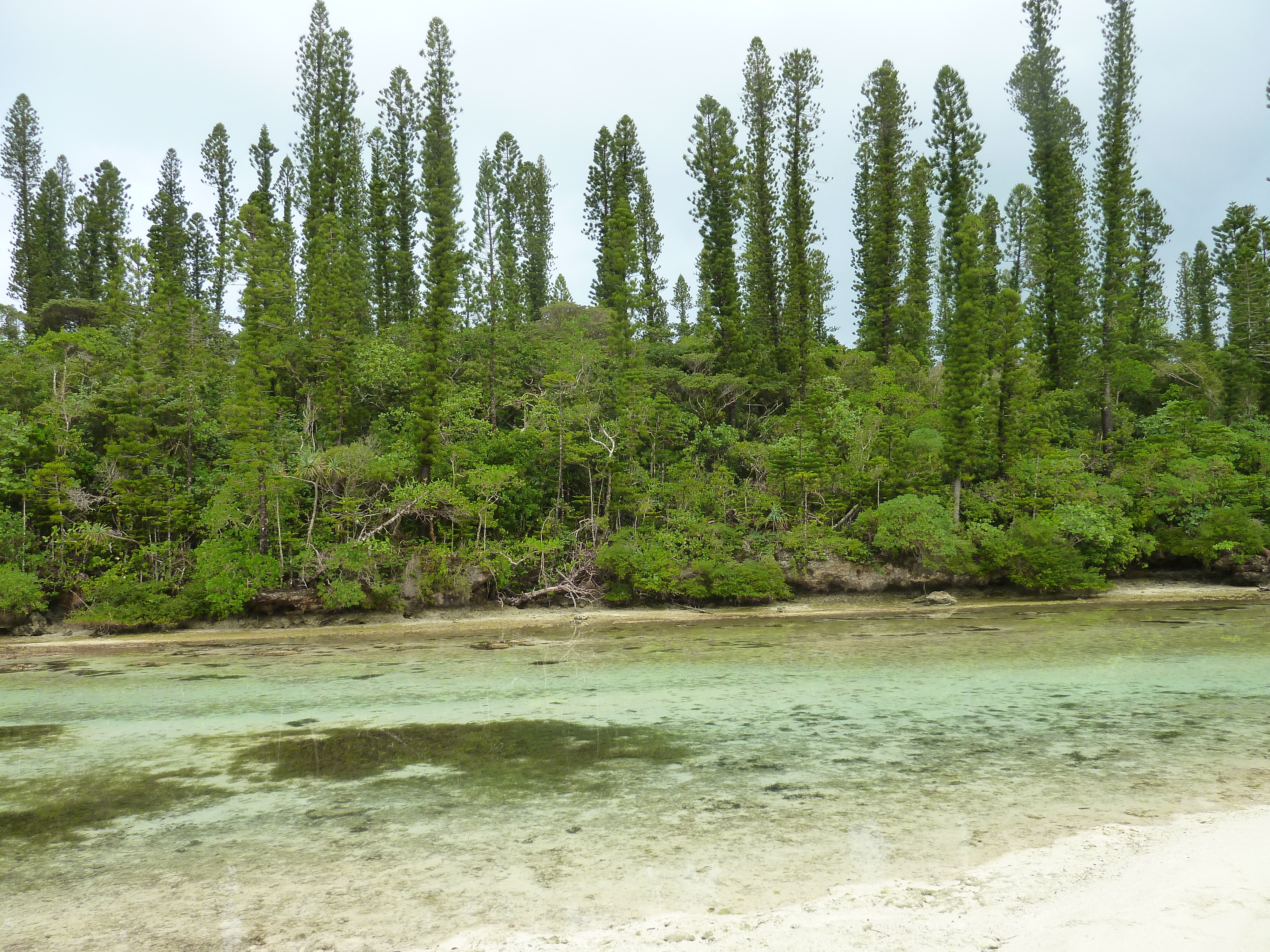 รูปถ่าย นิวแคลิโดเนีย(New Caledonia) เกาะต้นสน(Ile des pins) อ่าวโอโร(Oro Bay) 2010-05 53