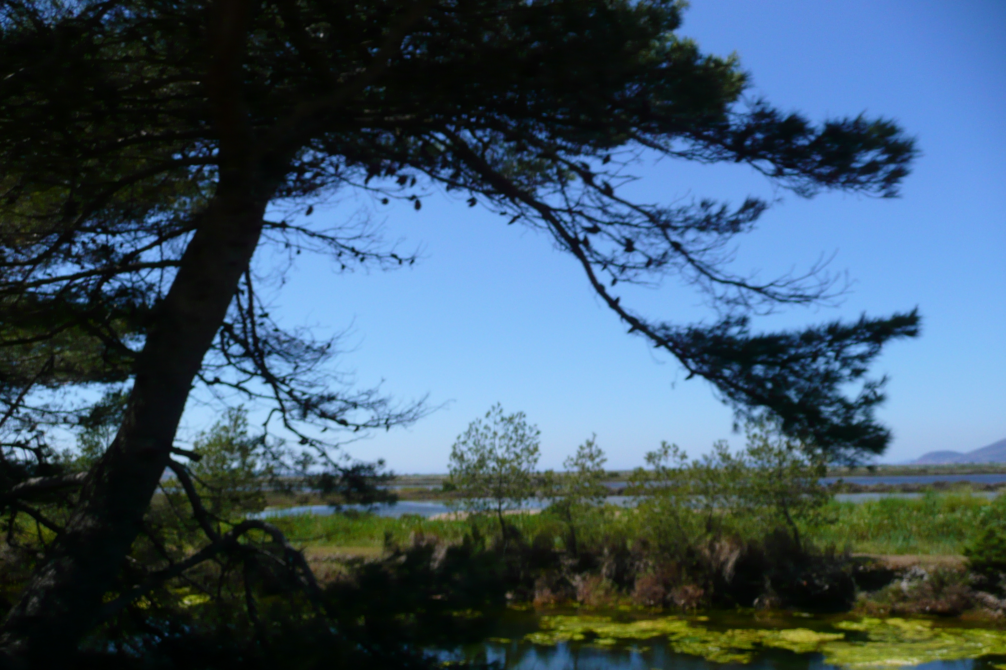 รูปถ่าย ฝรั่งเศส(France) เฟรนช์ริวิเอรา(French Riviera) คาบสมุทรอีแยร์(Hyeres peninsula) 2008-05 24