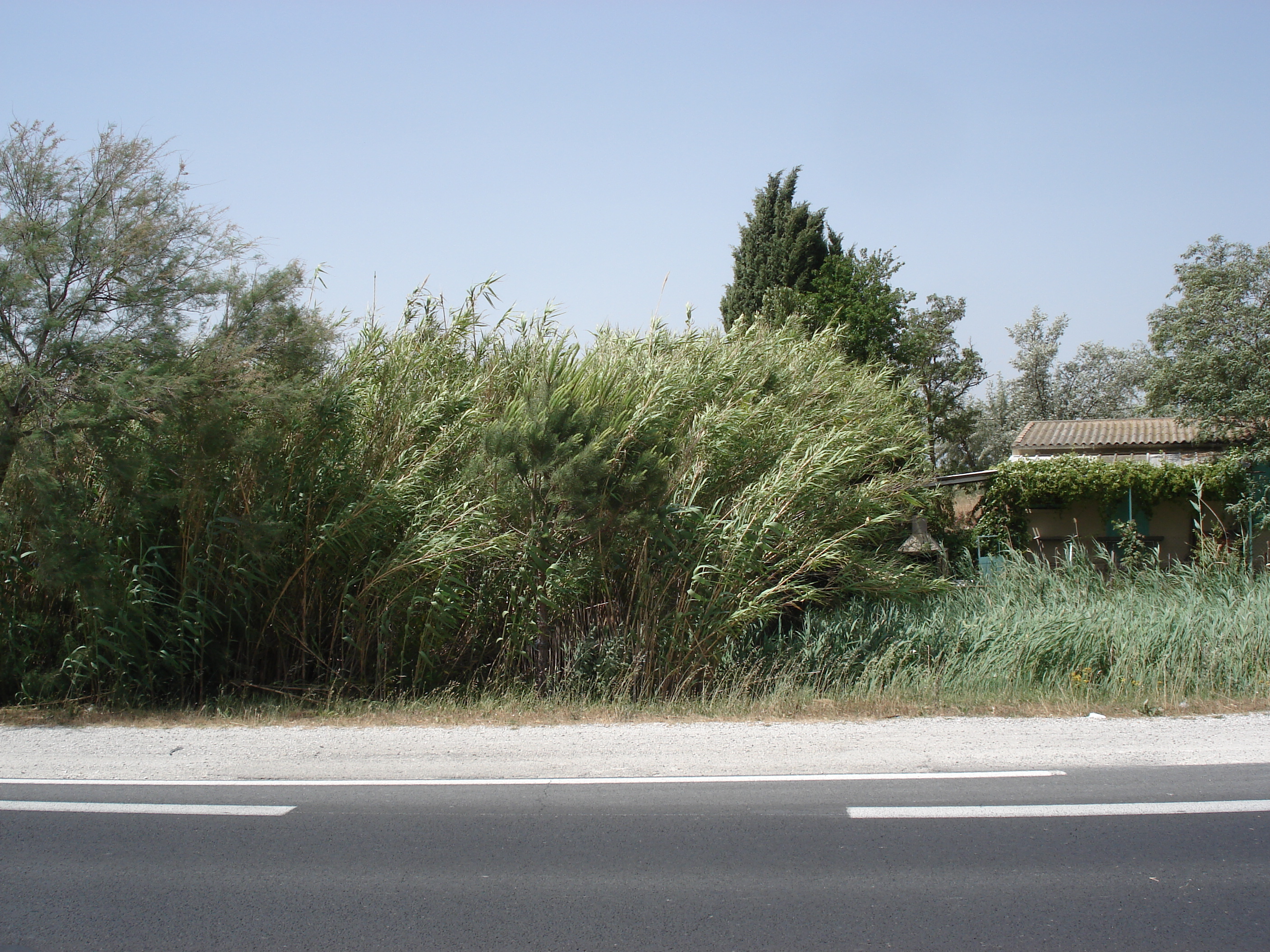 รูปถ่าย ฝรั่งเศส(France) กามาร์เกอ(Camargue) 2006-06 3