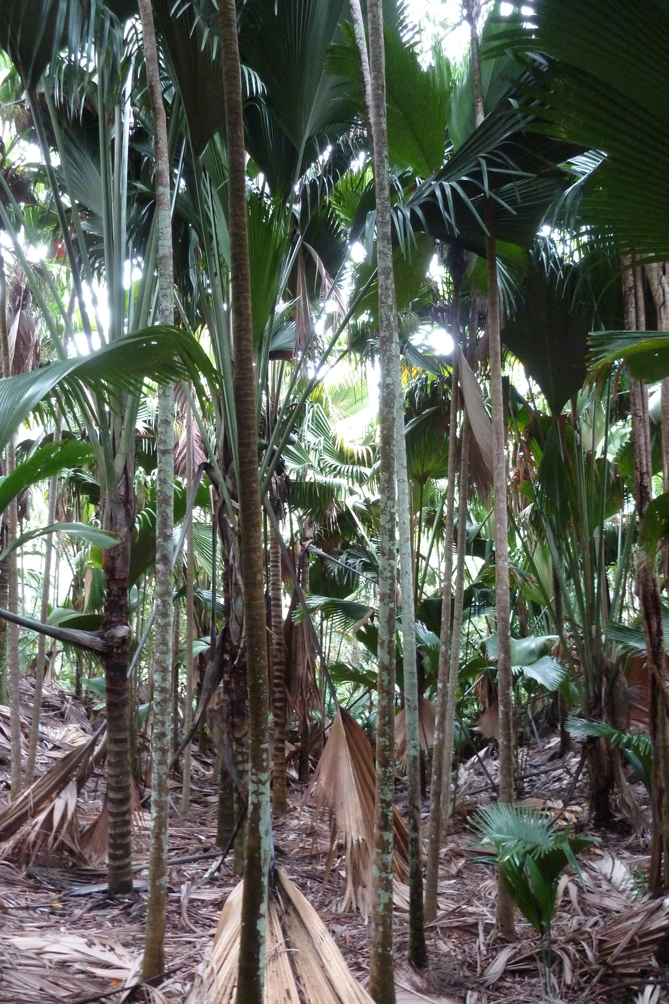 รูปถ่าย เซเชลส์(Seychelles) หุบเขาเดอไม(Vallee de Mai) 2011-10 61