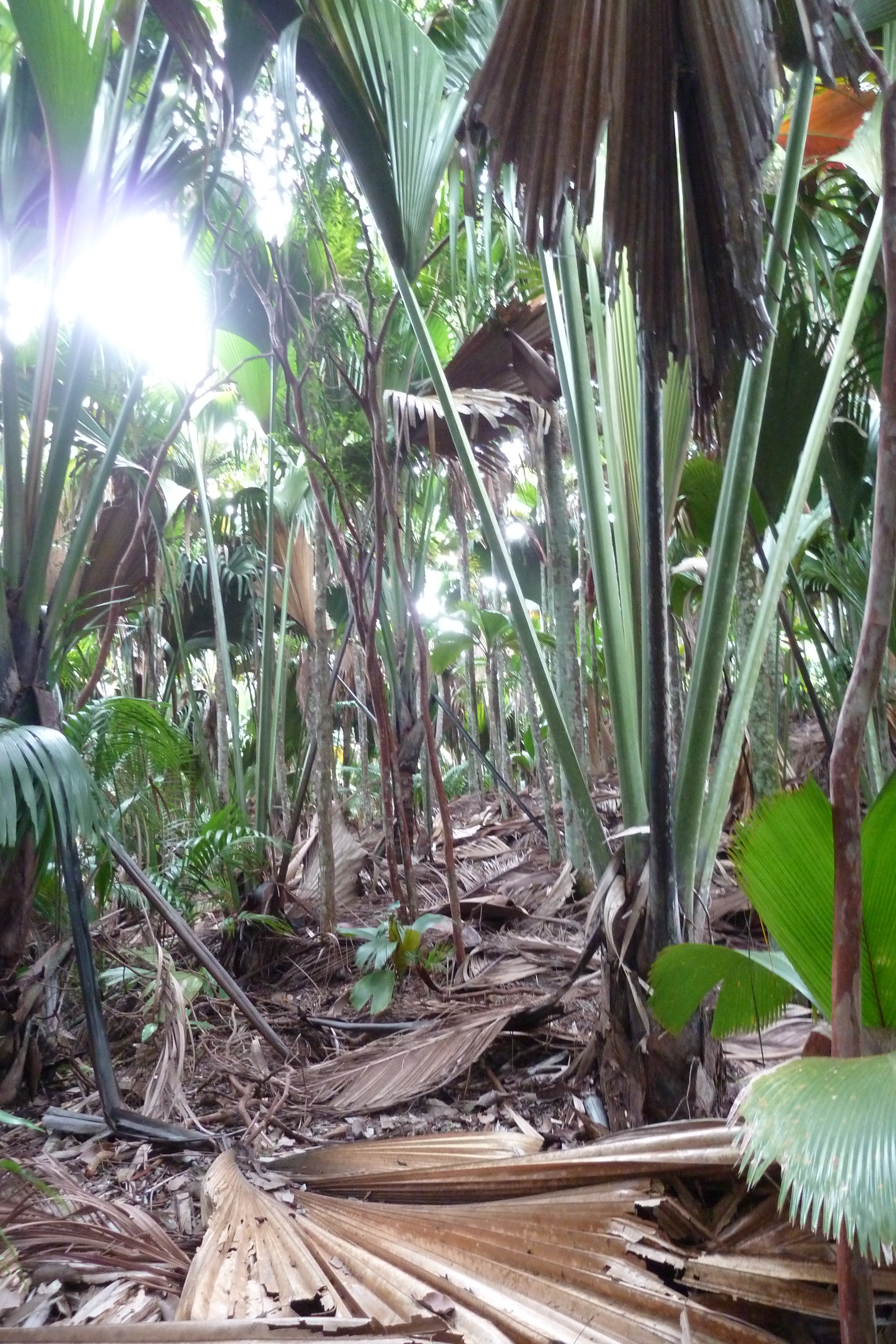 รูปถ่าย เซเชลส์(Seychelles) หุบเขาเดอไม(Vallee de Mai) 2011-10 52