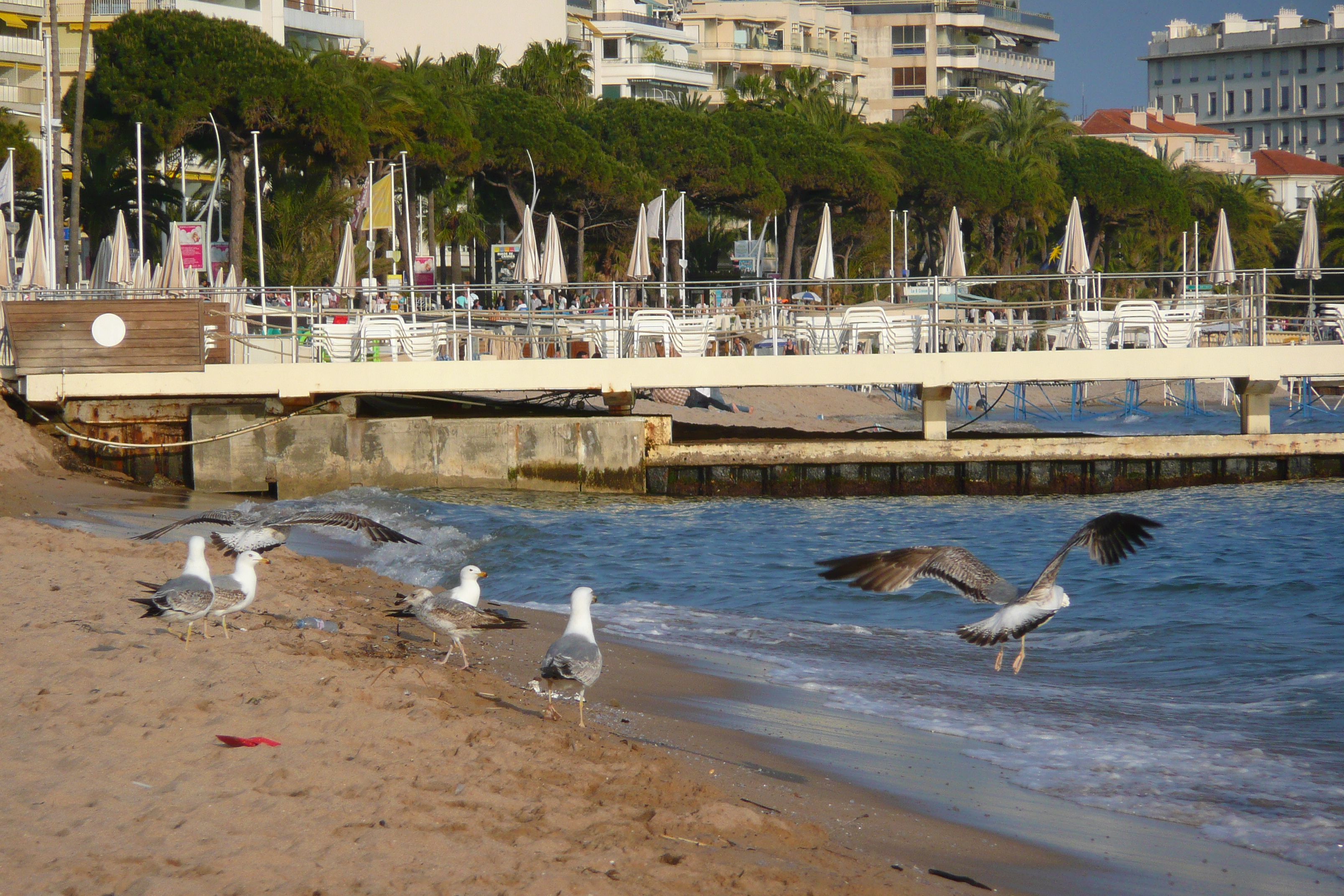 รูปถ่าย ฝรั่งเศส(France) คานส์(Cannes) หาดทราย(Beach) 2008-04 38