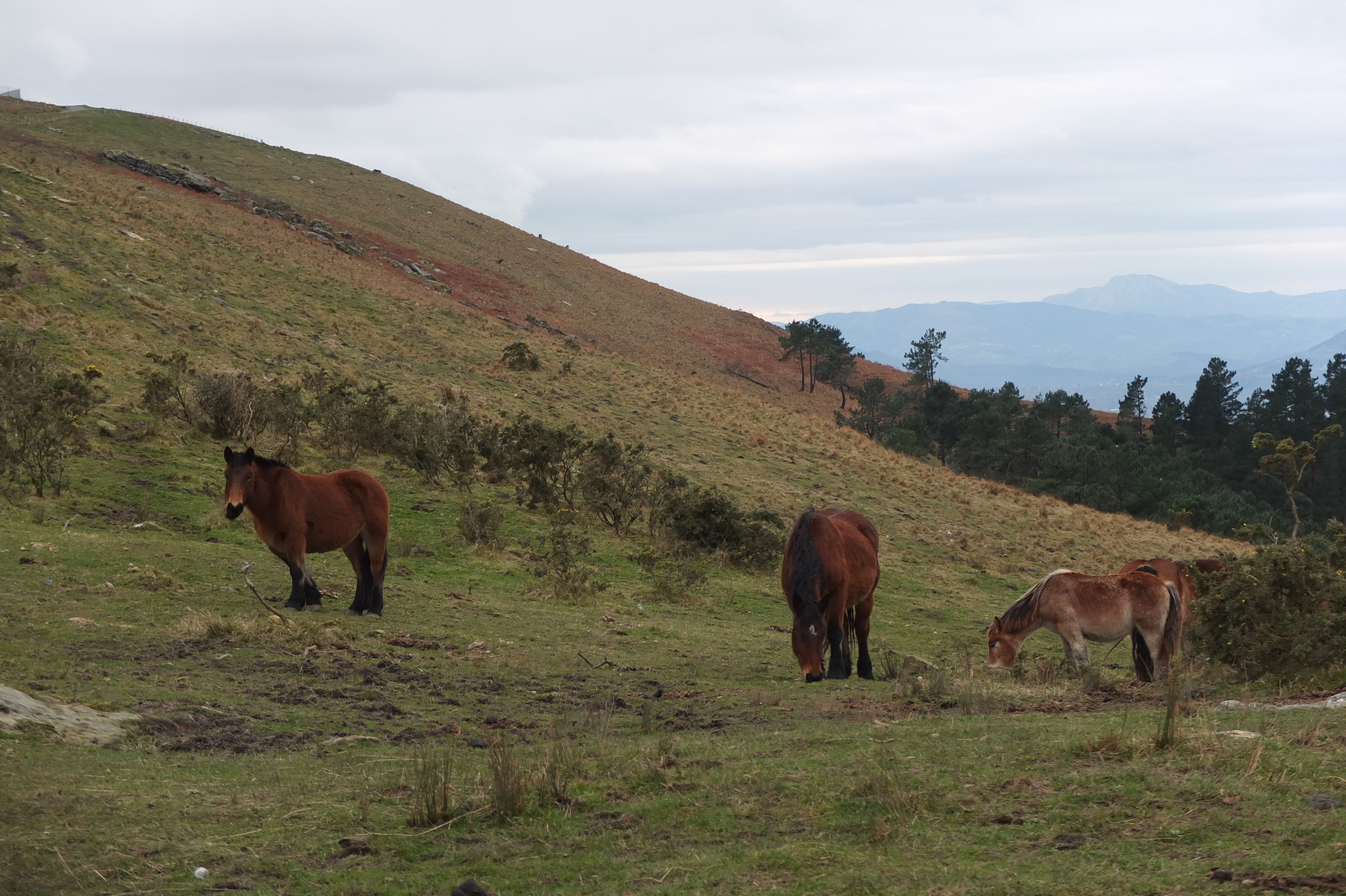 รูปถ่าย ฝรั่งเศส(France) แคว้นบาสก์(Basque Country) 2013-01 106