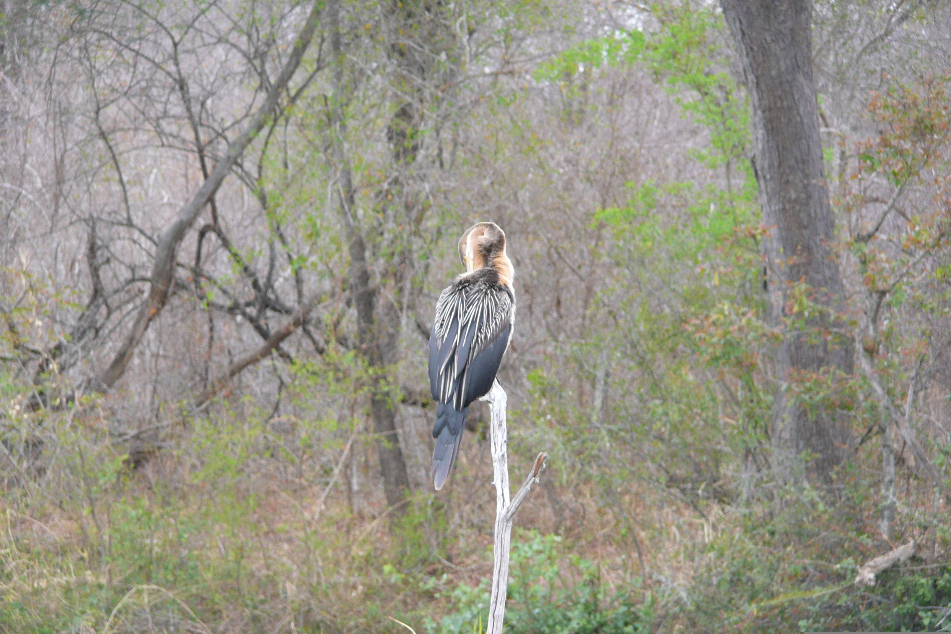 รูปถ่าย แอฟริกาใต้(South Africa) อุทยานแห่งชาติครูเกอร์(Kruger National Park) แม่น้ำซาเบิล(Sable River) 2008-09 69