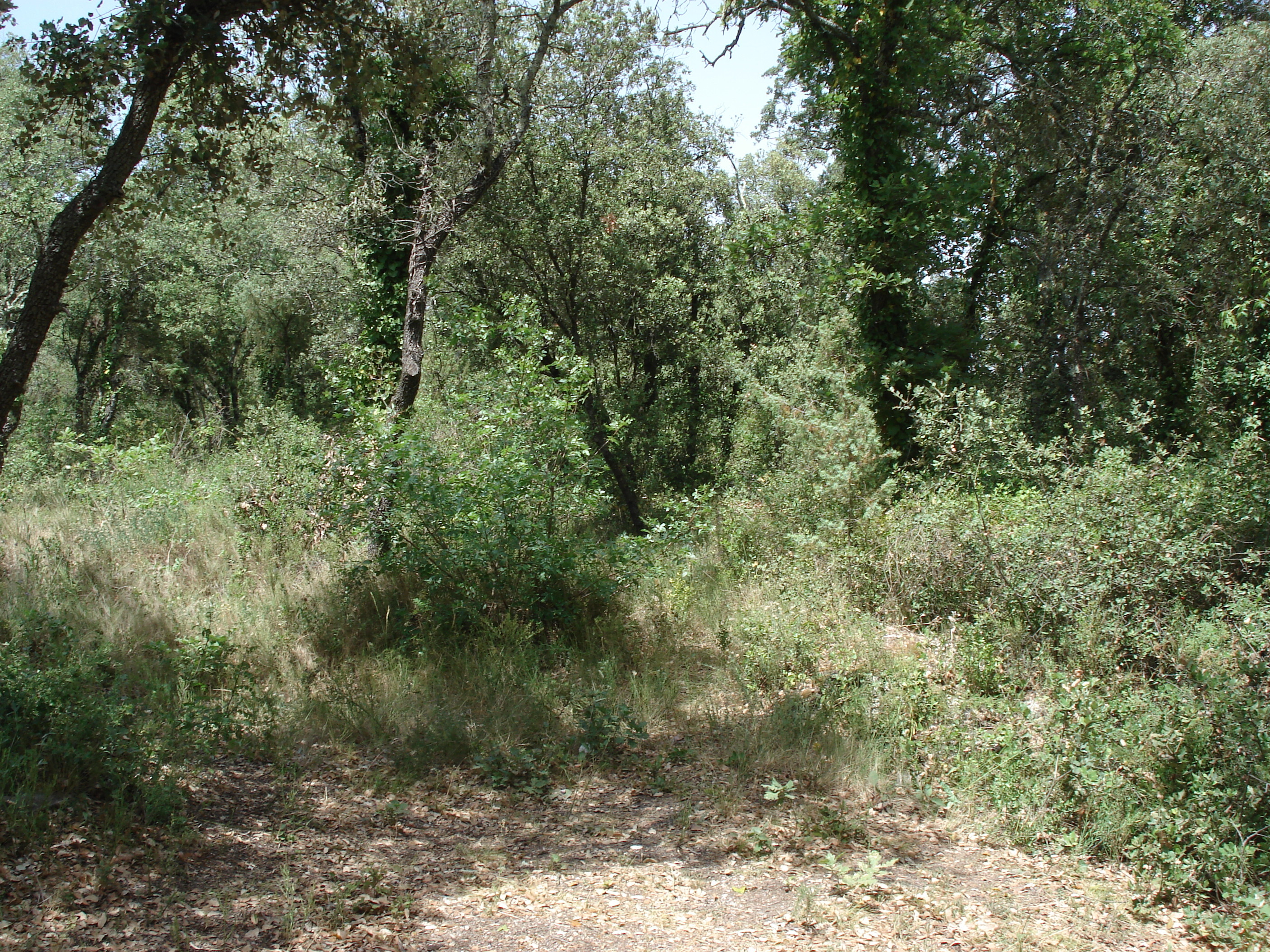 รูปถ่าย ฝรั่งเศส(France) โซเมียร์(Sommieres) 2006-06 17