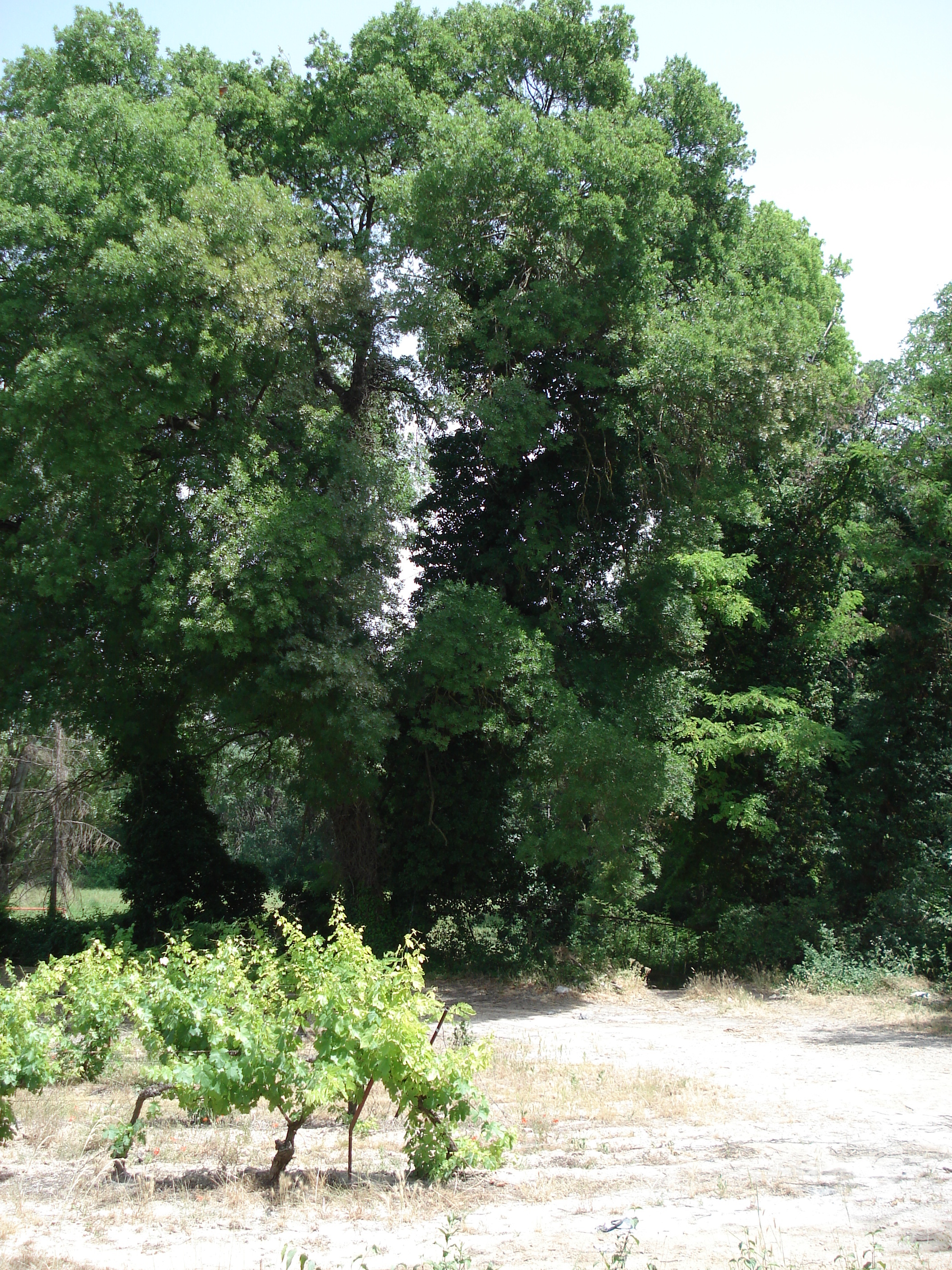 รูปถ่าย ฝรั่งเศส(France) โซเมียร์(Sommieres) 2006-06 26