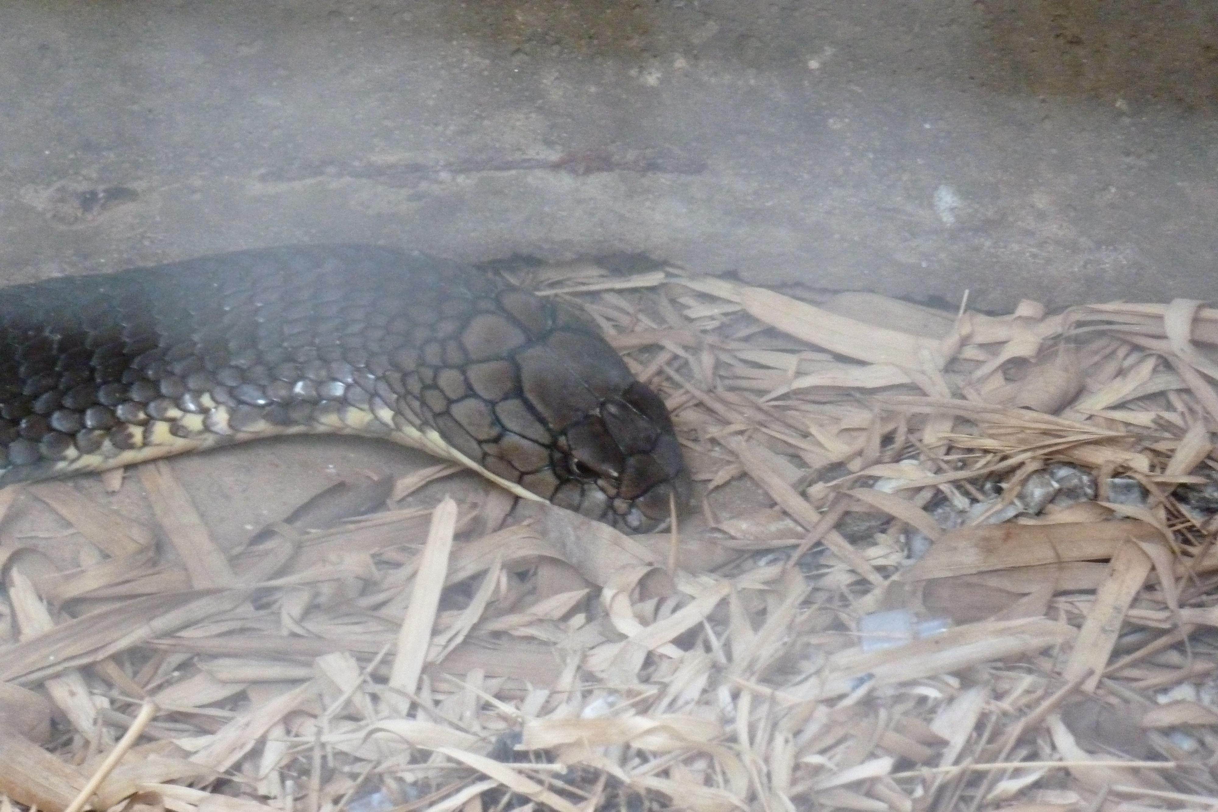 รูปถ่าย ไทย(Thailand) เชียงใหม่(Chiang Mai) ฟาร์มงูแม่สา(Mae Sa Snake Farm) 2010-12 23