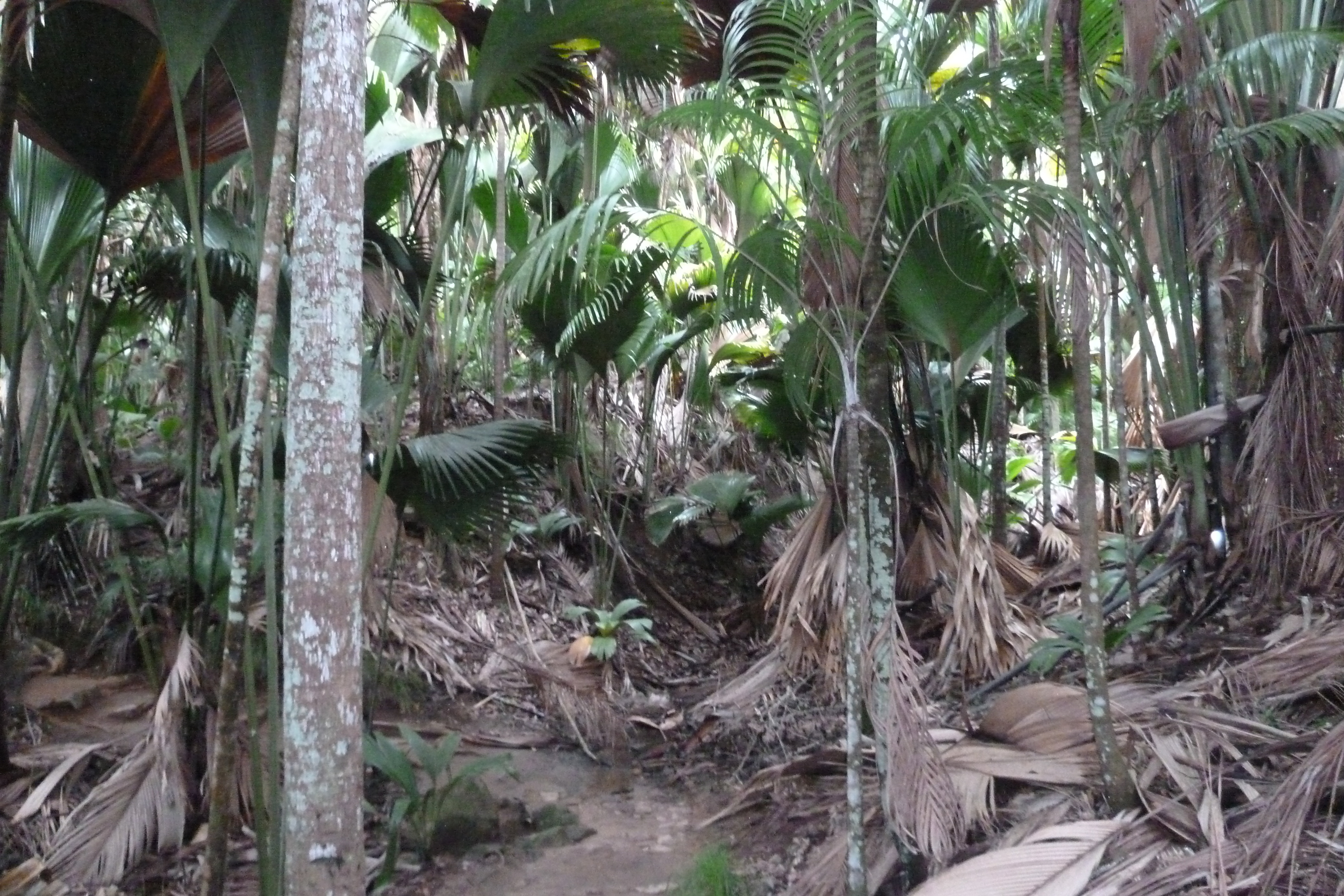 รูปถ่าย เซเชลส์(Seychelles) หุบเขาเดอไม(Vallee de Mai) 2011-10 63