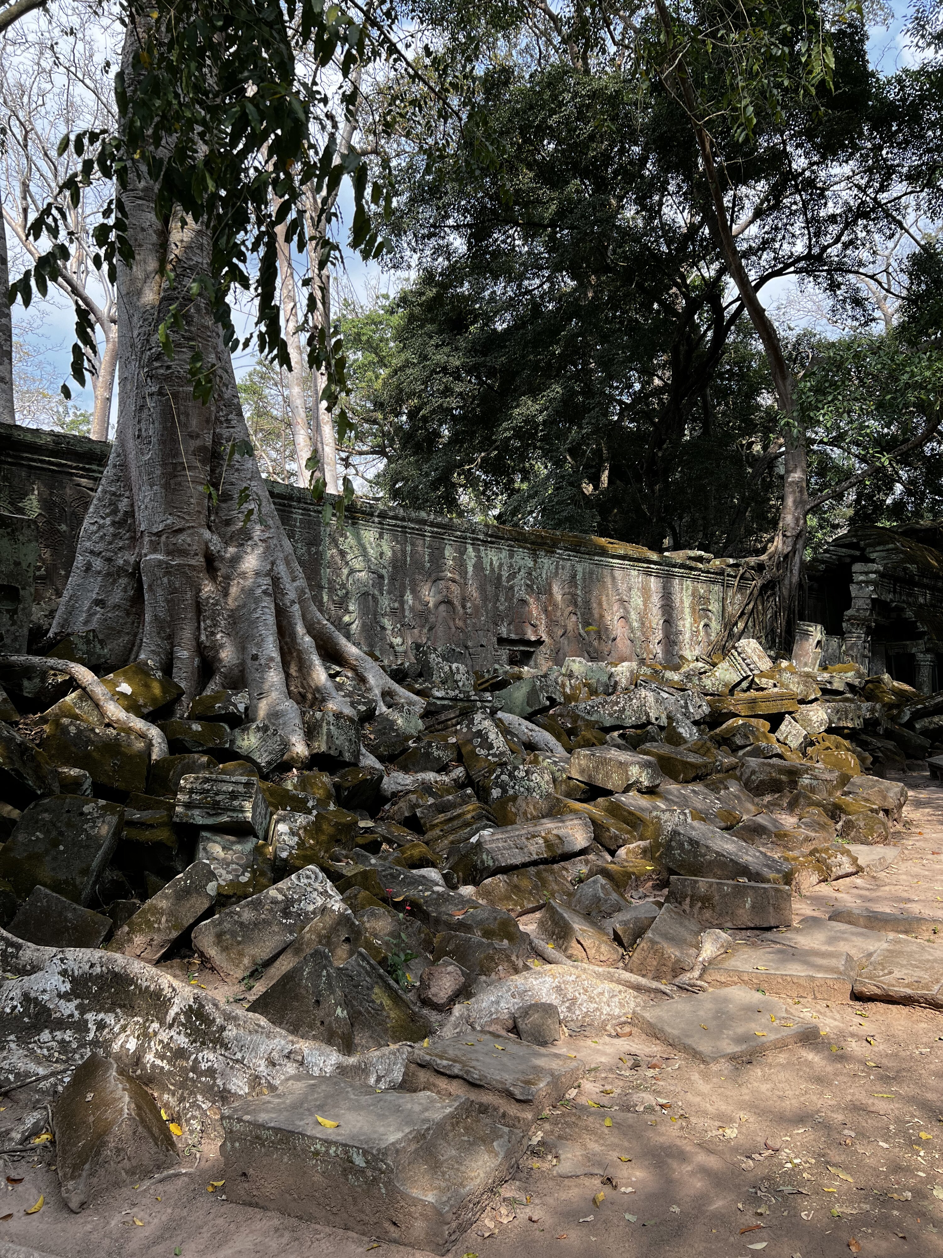 รูปถ่าย กัมพูชา(Cambodia) เสียมราฐ(Siem Reap) ปราสาทตาพรหม(Ta Prohm) 2023-01 1
