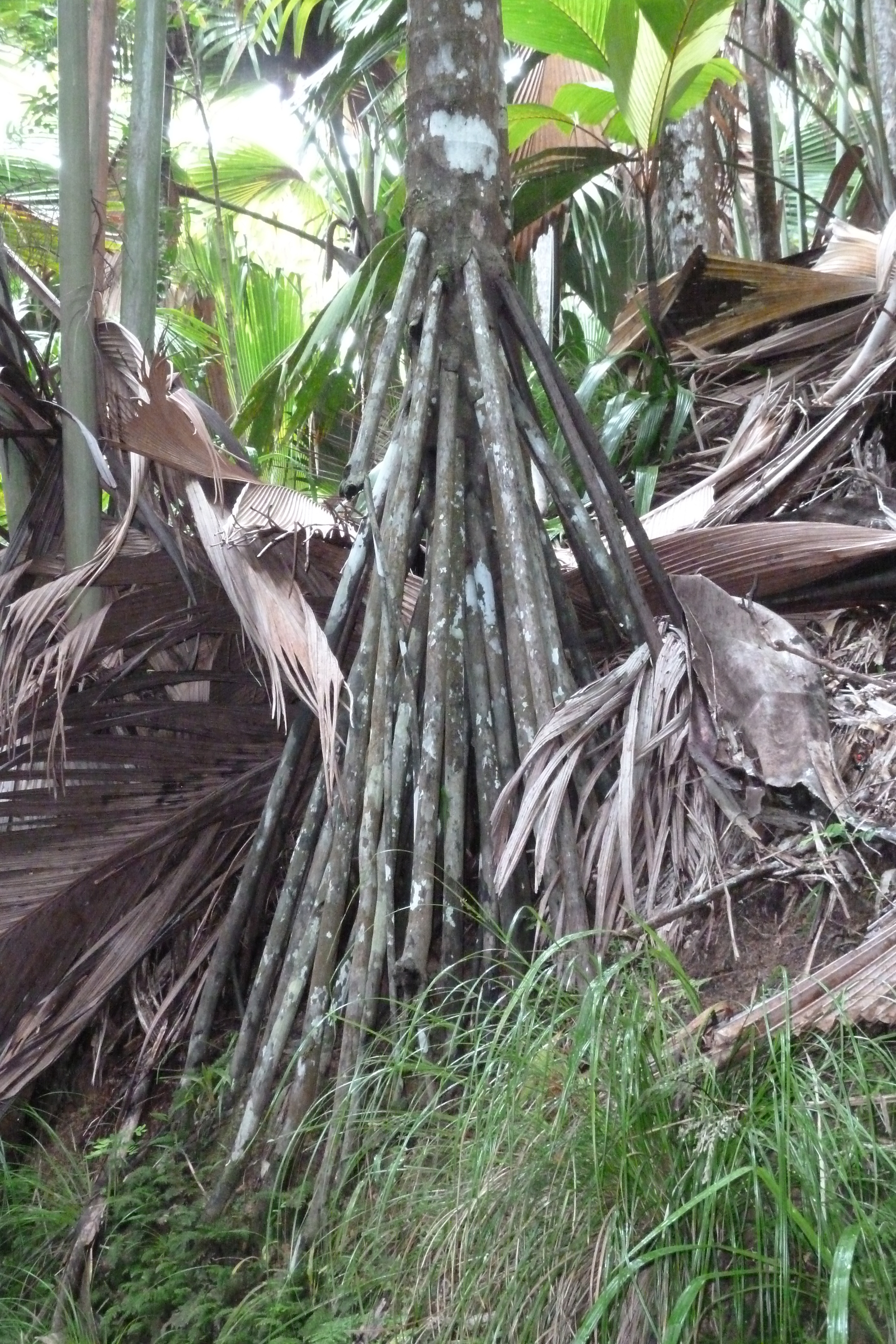 รูปถ่าย เซเชลส์(Seychelles) หุบเขาเดอไม(Vallee de Mai) 2011-10 91
