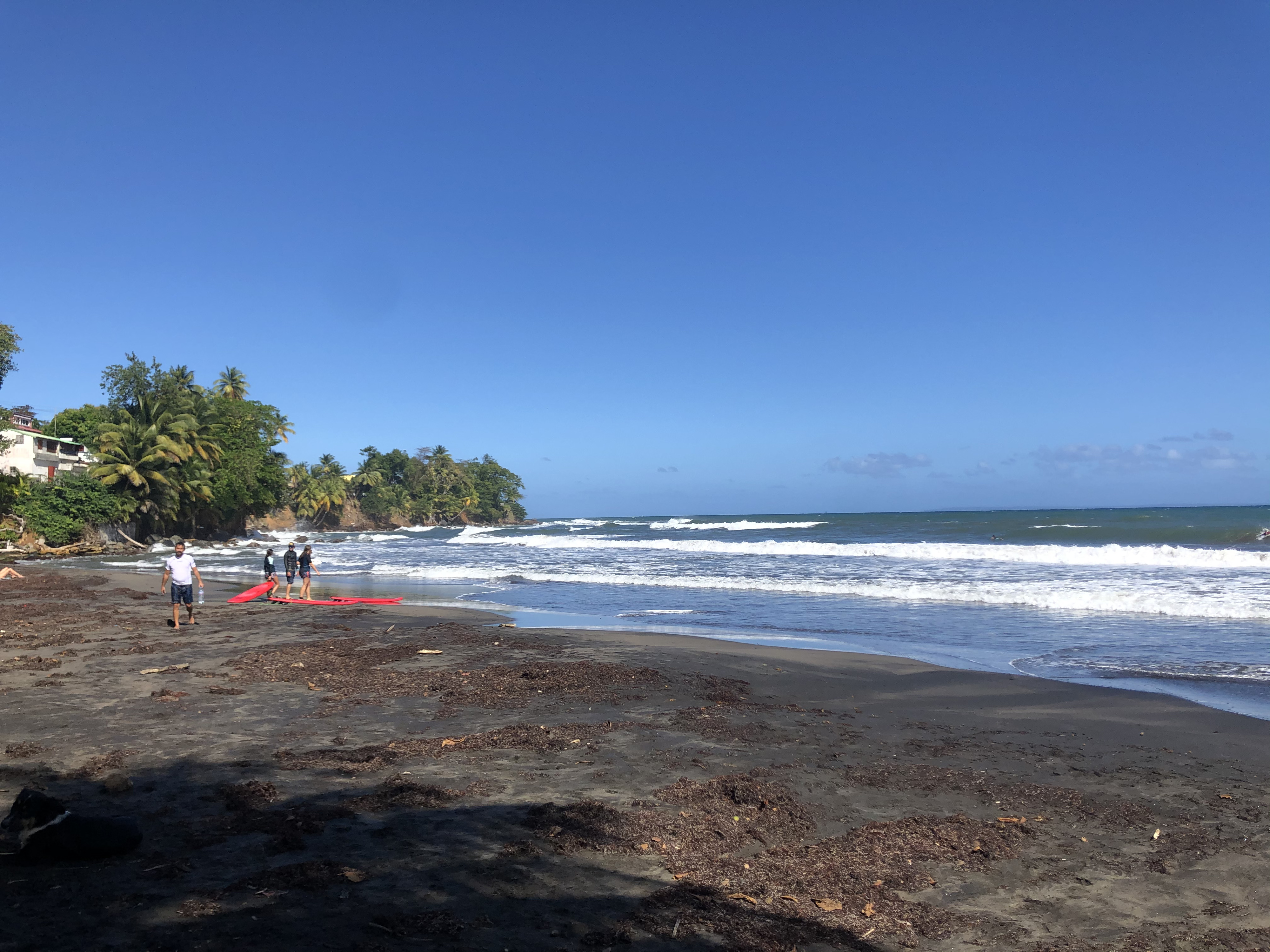 รูปถ่าย กวาเดอลูป(Guadeloupe) บานาเนีย(Bananier) 2021-02 19