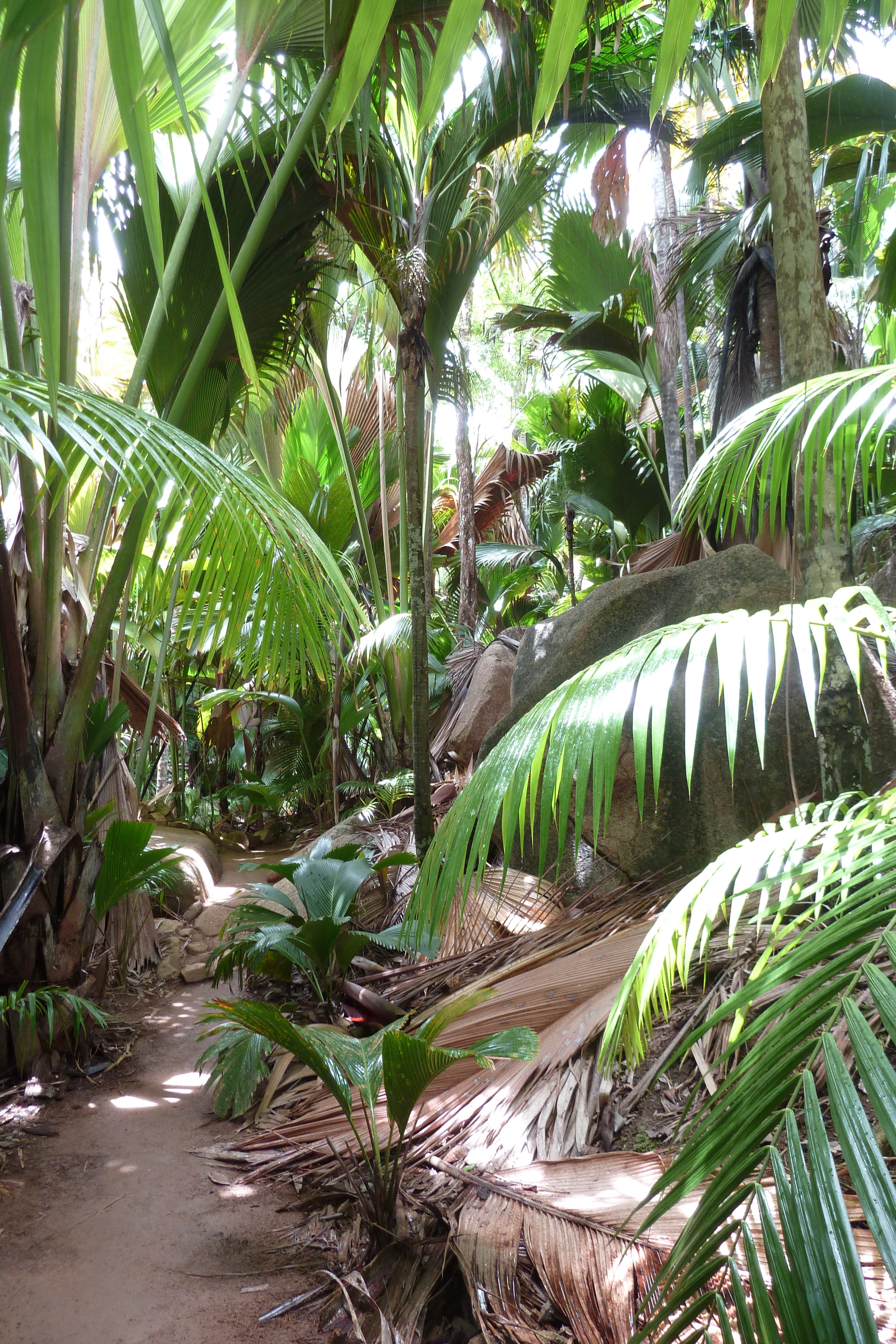 รูปถ่าย เซเชลส์(Seychelles) หุบเขาเดอไม(Vallee de Mai) 2011-10 31