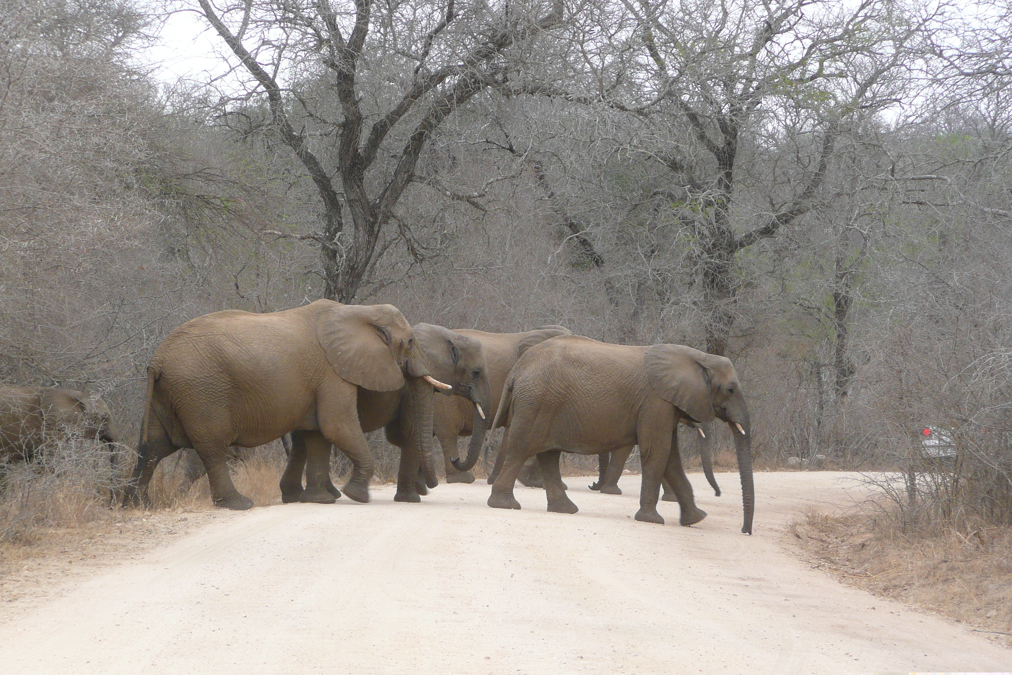 รูปถ่าย แอฟริกาใต้(South Africa) อุทยานแห่งชาติครูเกอร์(Kruger National Park) แม่น้ำซาเบิล(Sable River) 2008-09 57