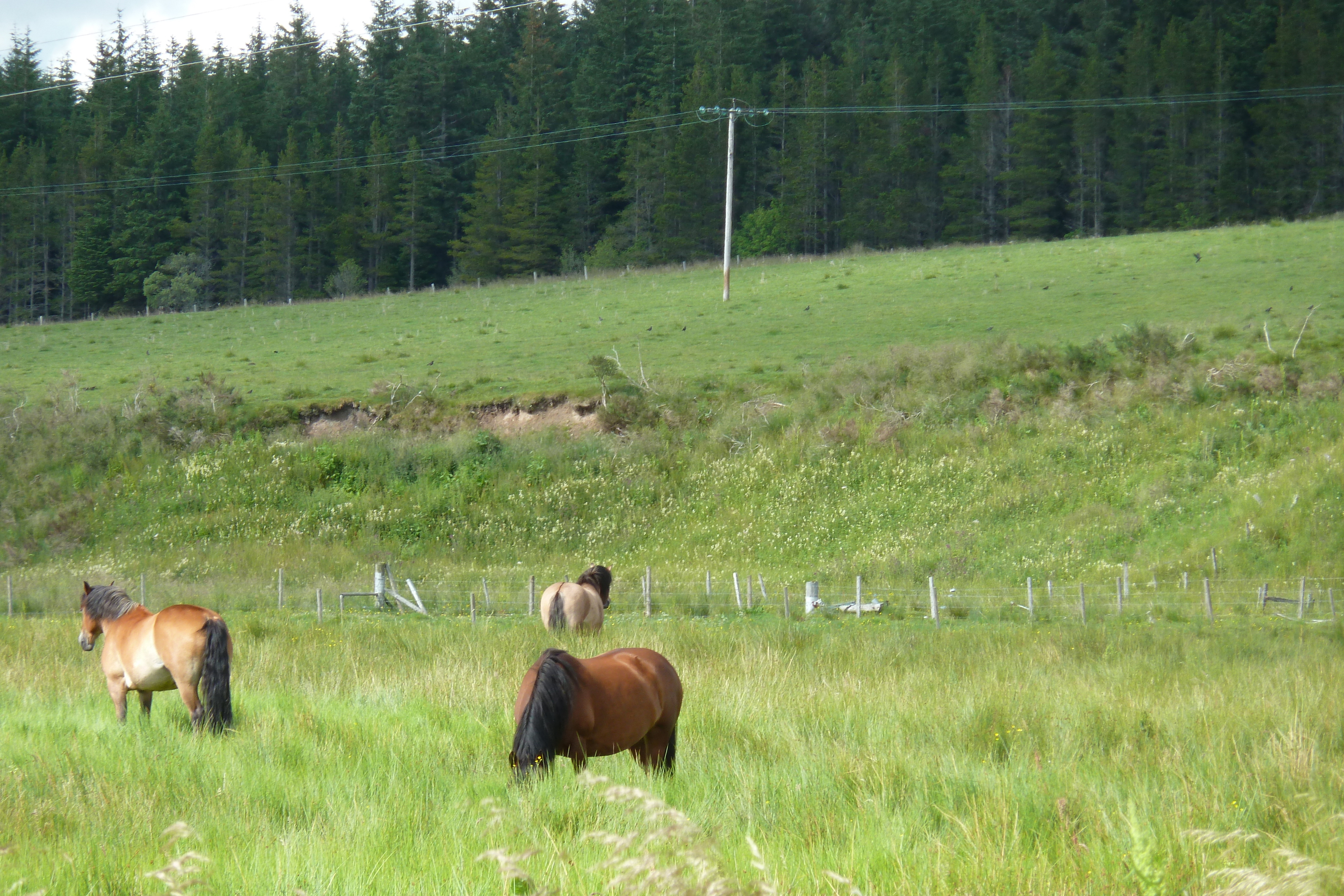 รูปถ่าย อังกฤษ(United Kingdom) อุทยานแห่งชาติแคร์นกอร์มส์(Cairngorms National Park) 2011-07 53