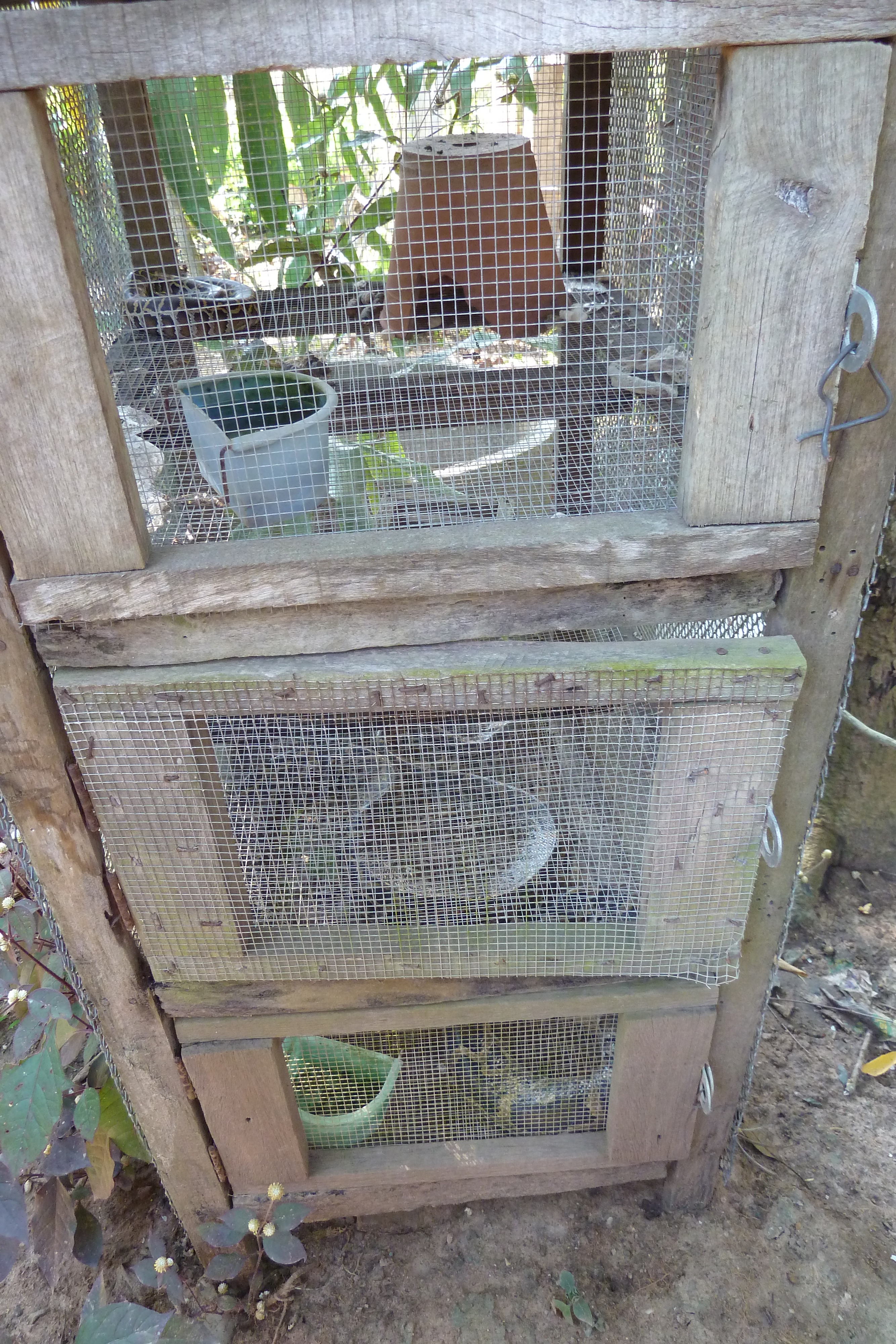 รูปถ่าย ไทย(Thailand) เชียงใหม่(Chiang Mai) ฟาร์มงูแม่สา(Mae Sa Snake Farm) 2010-12 2