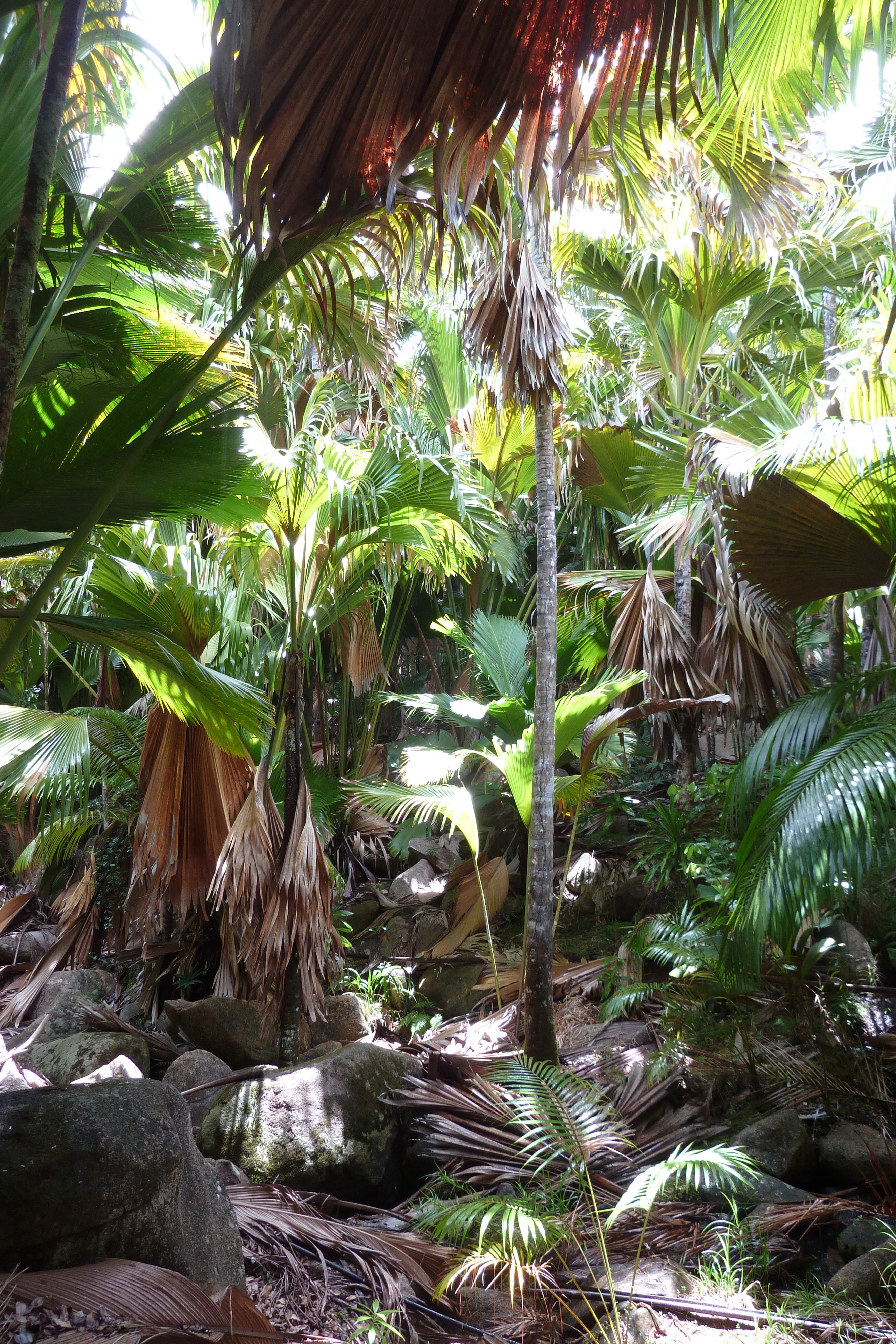 รูปถ่าย เซเชลส์(Seychelles) หุบเขาเดอไม(Vallee de Mai) 2011-10 78