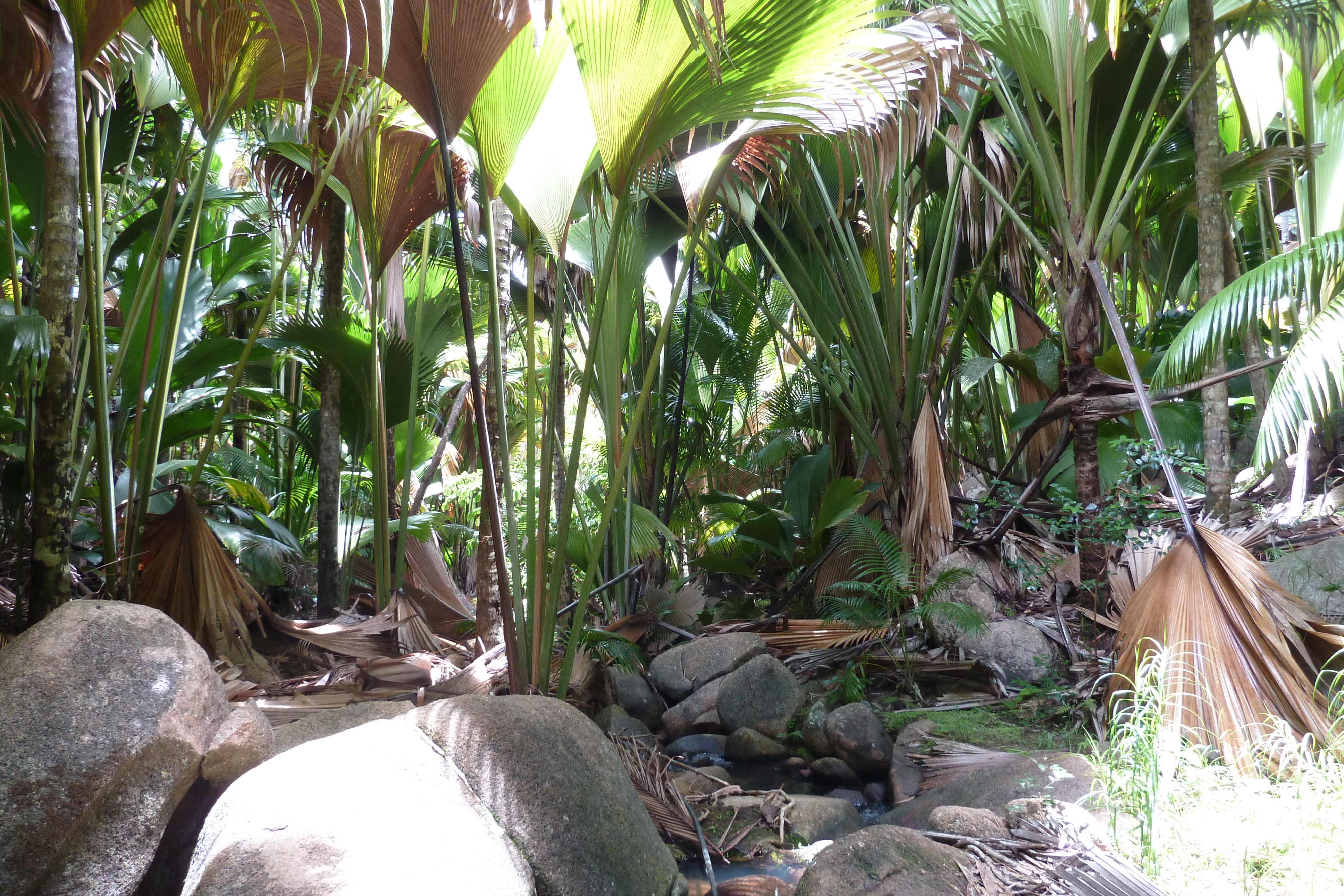 รูปถ่าย เซเชลส์(Seychelles) หุบเขาเดอไม(Vallee de Mai) 2011-10 86