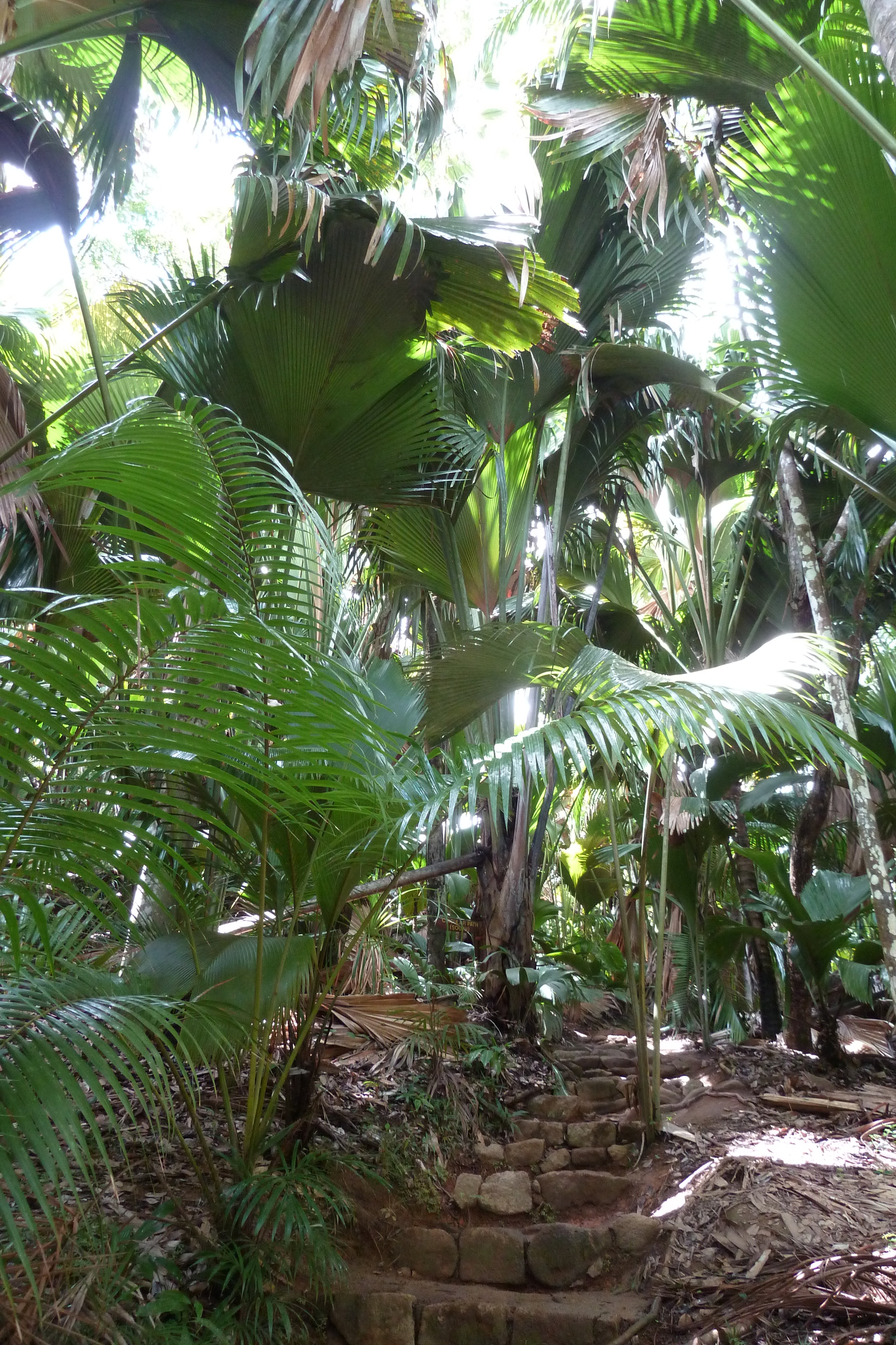 รูปถ่าย เซเชลส์(Seychelles) หุบเขาเดอไม(Vallee de Mai) 2011-10 85