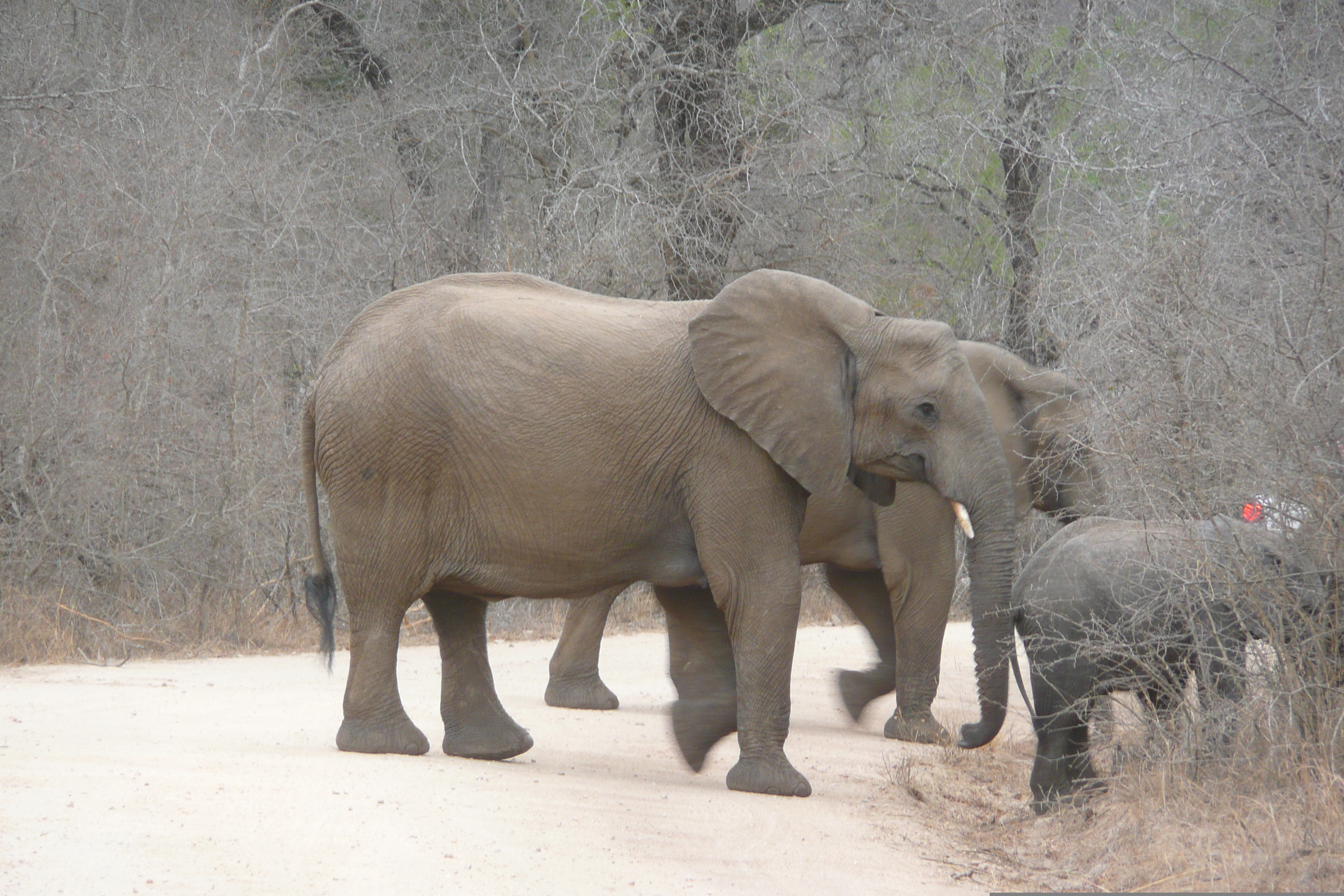 รูปถ่าย แอฟริกาใต้(South Africa) อุทยานแห่งชาติครูเกอร์(Kruger National Park) แม่น้ำซาเบิล(Sable River) 2008-09 65