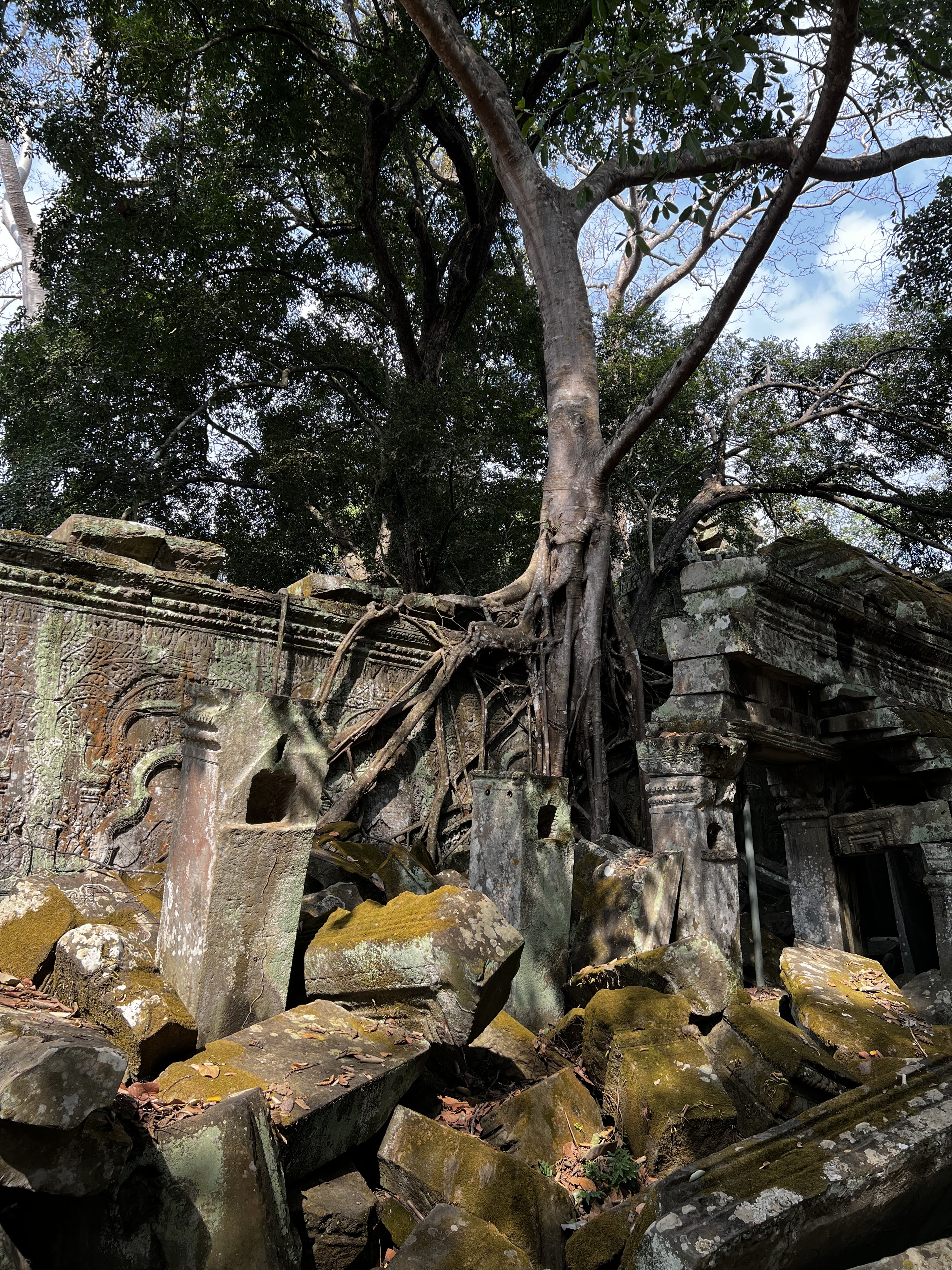 รูปถ่าย กัมพูชา(Cambodia) เสียมราฐ(Siem Reap) ปราสาทตาพรหม(Ta Prohm) 2023-01 132
