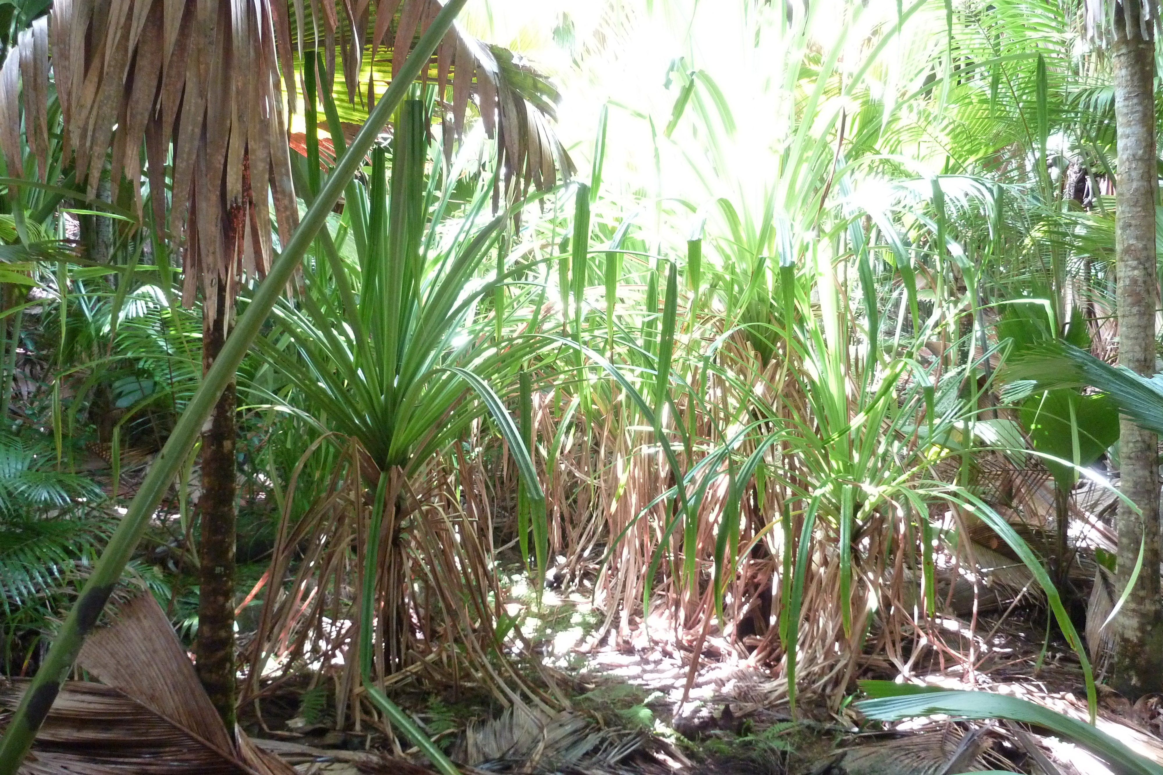 รูปถ่าย เซเชลส์(Seychelles) หุบเขาเดอไม(Vallee de Mai) 2011-10 32
