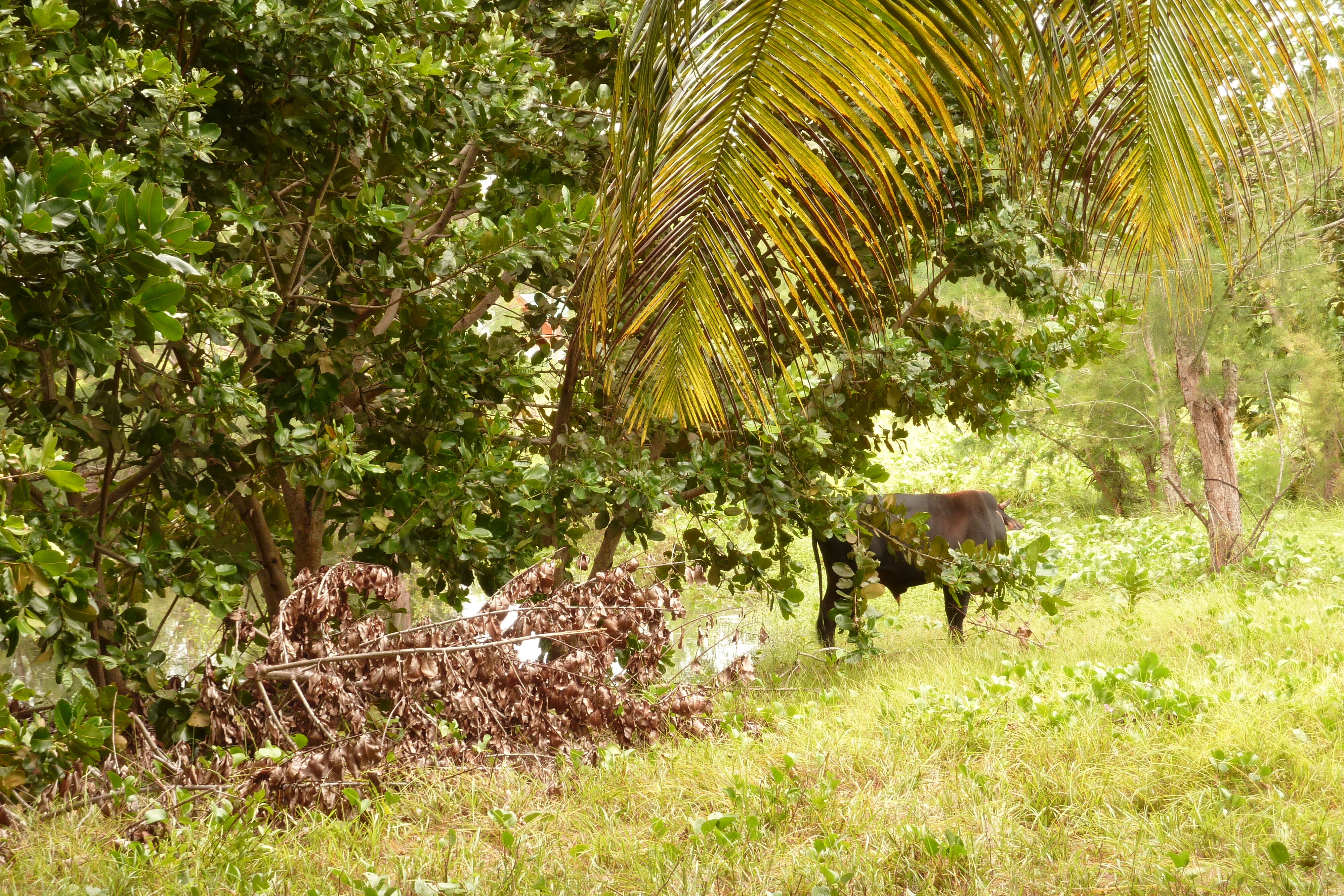 รูปถ่าย เซเชลส์(Seychelles) เกาะลาดีก(La Digue) 2011-10 203