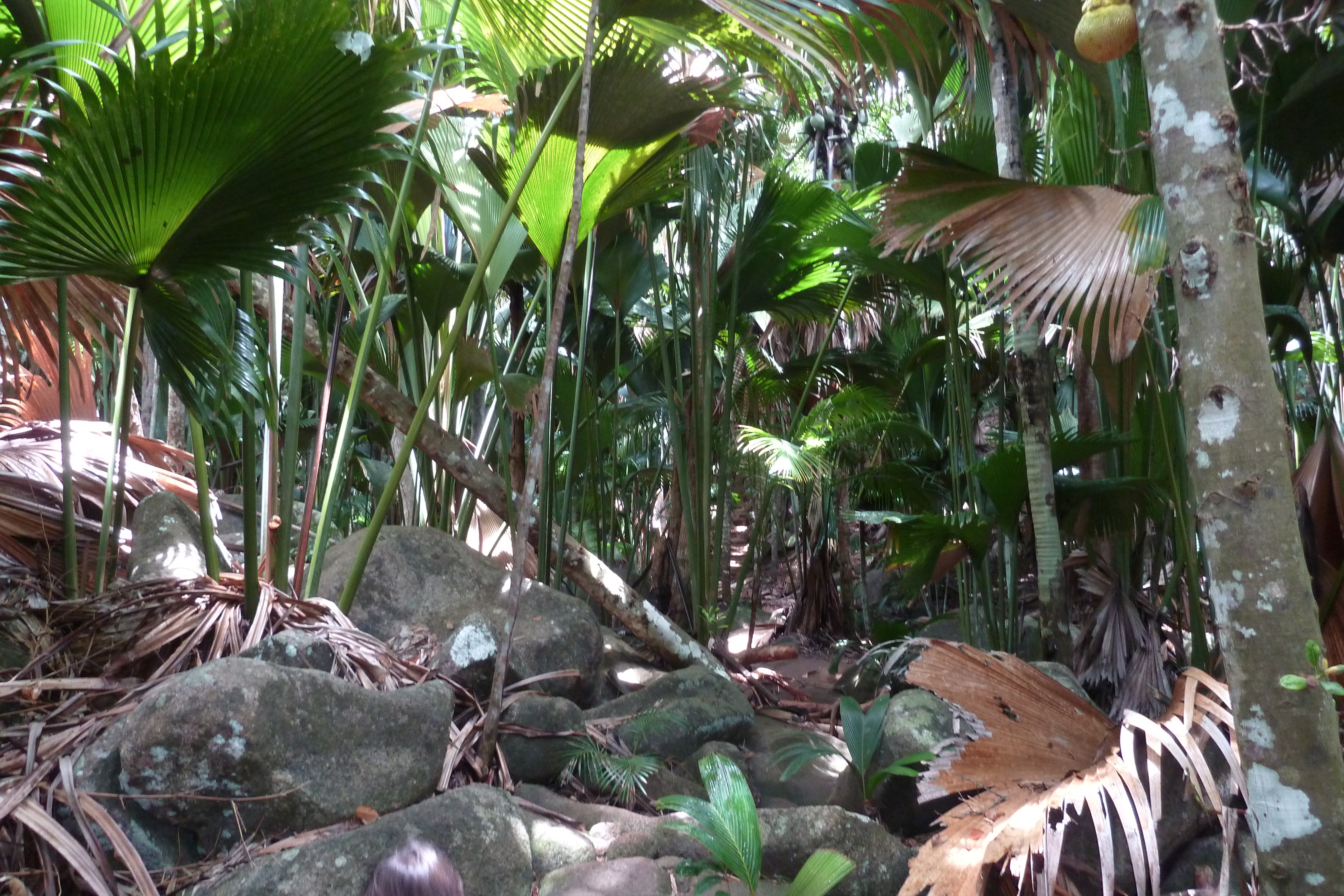 รูปถ่าย เซเชลส์(Seychelles) หุบเขาเดอไม(Vallee de Mai) 2011-10 15