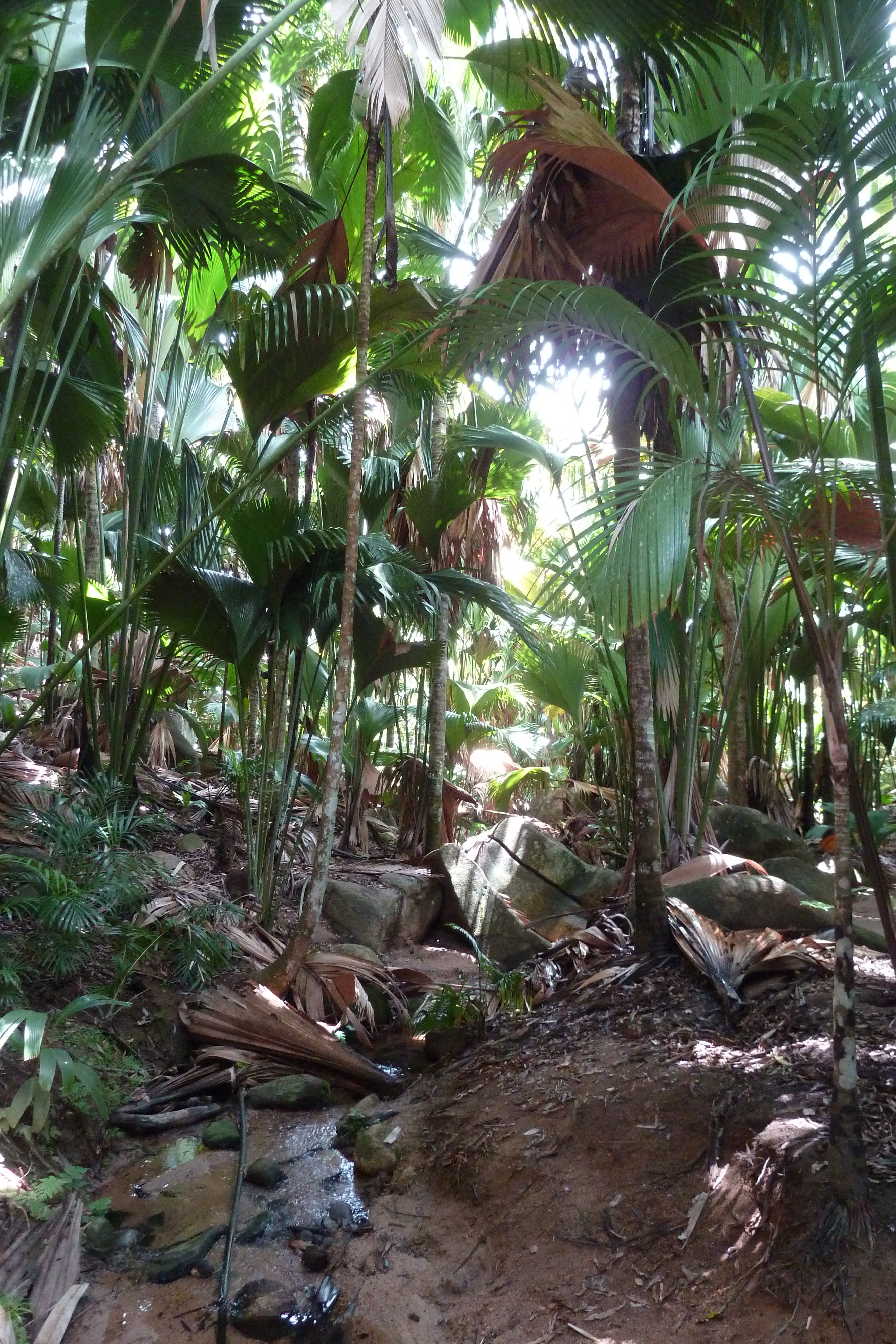 รูปถ่าย เซเชลส์(Seychelles) หุบเขาเดอไม(Vallee de Mai) 2011-10 93