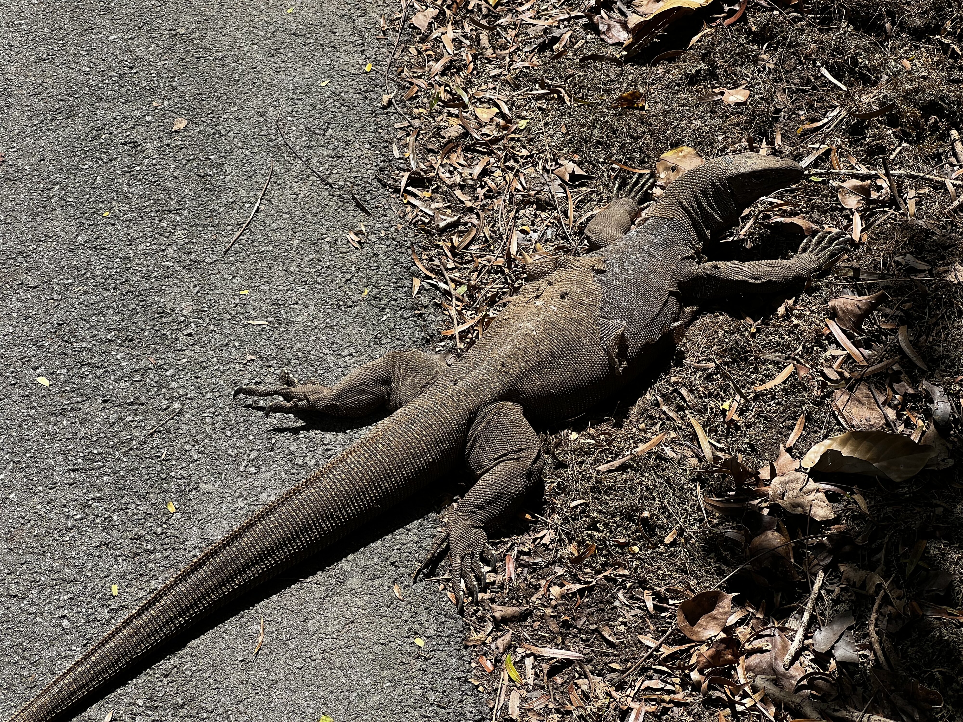 รูปถ่าย สิงคโปร์(Singapore) สวนพฤกษศาสตร์สิงคโปร์(Singapore Botanic Gardens) 2023-01 43