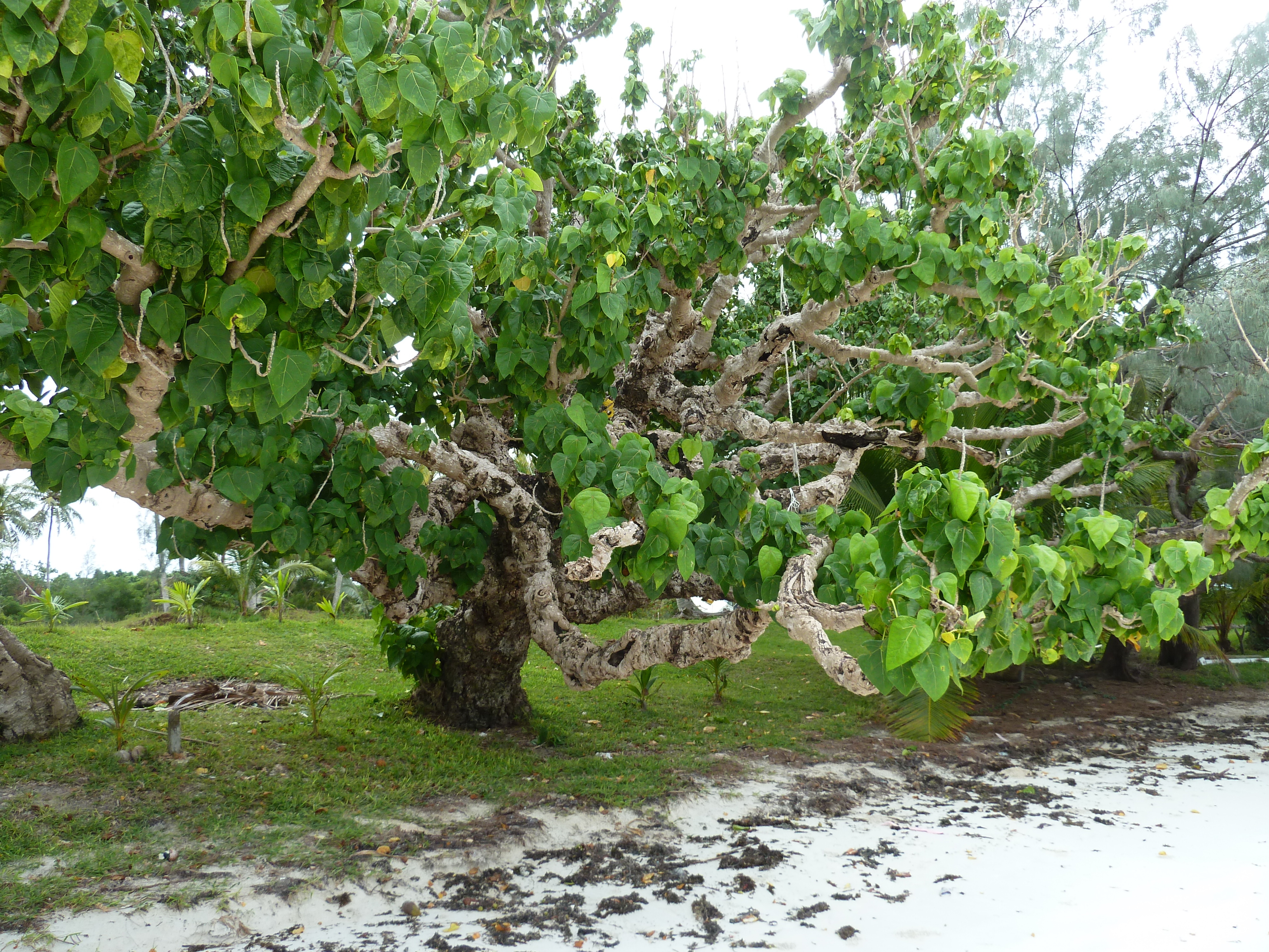 รูปถ่าย นิวแคลิโดเนีย(New Caledonia) เกาะต้นสน(Ile des pins) หาดคูโต(Kuto Beach) 2010-05 24