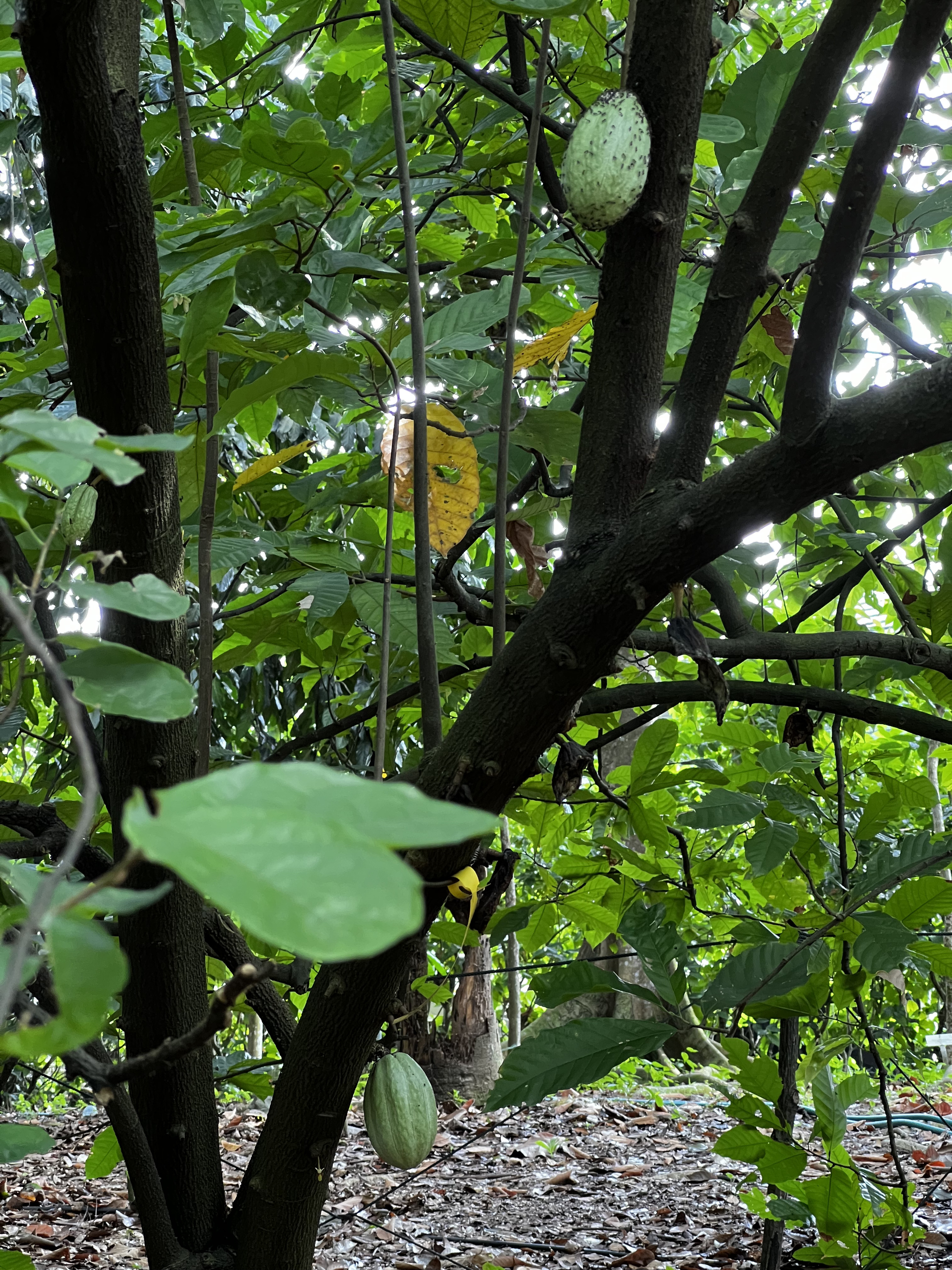 รูปถ่าย สิงคโปร์(Singapore) สวนพฤกษศาสตร์สิงคโปร์(Singapore Botanic Gardens) 2023-01 82