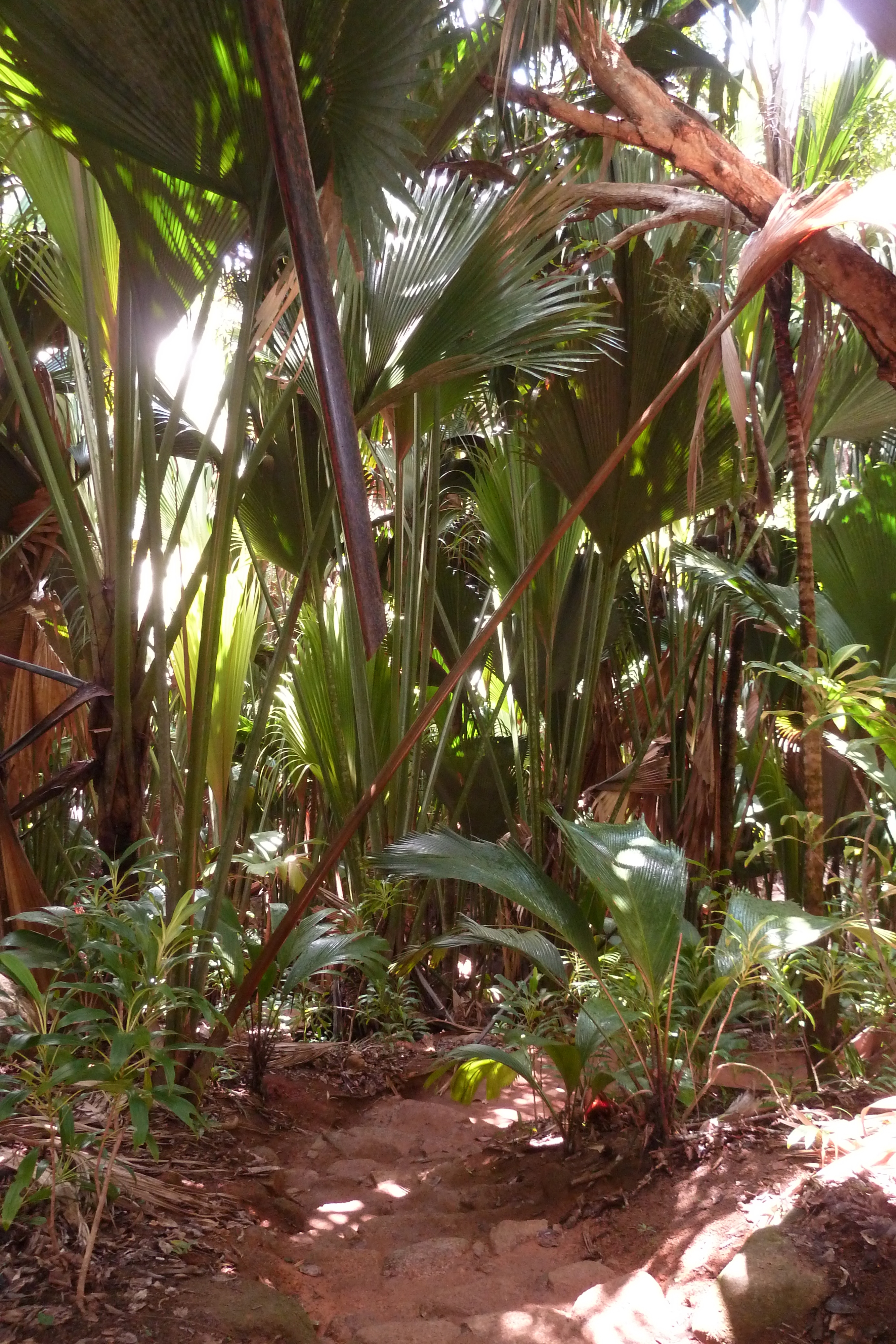 รูปถ่าย เซเชลส์(Seychelles) หุบเขาเดอไม(Vallee de Mai) 2011-10 21