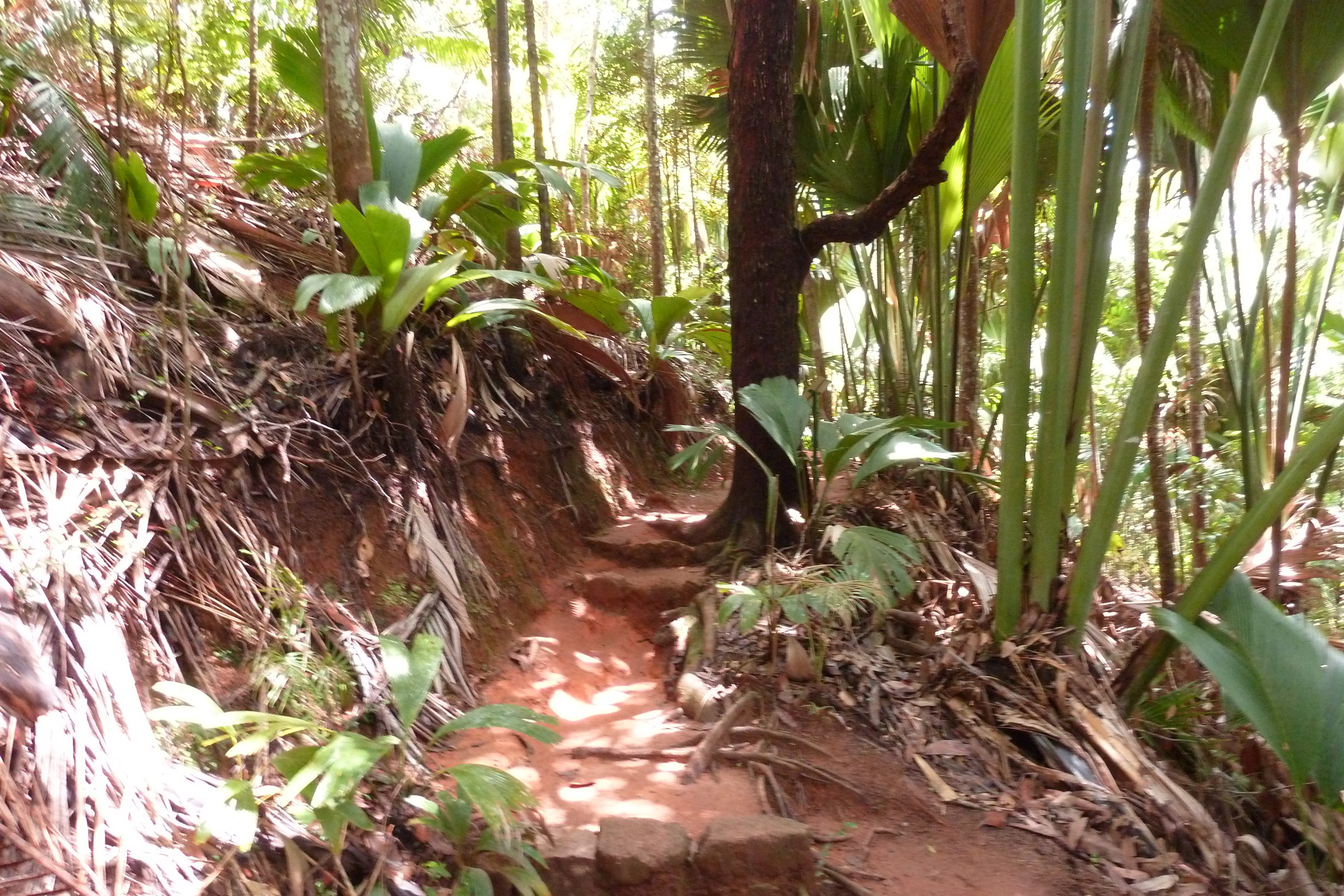 รูปถ่าย เซเชลส์(Seychelles) หุบเขาเดอไม(Vallee de Mai) 2011-10 66