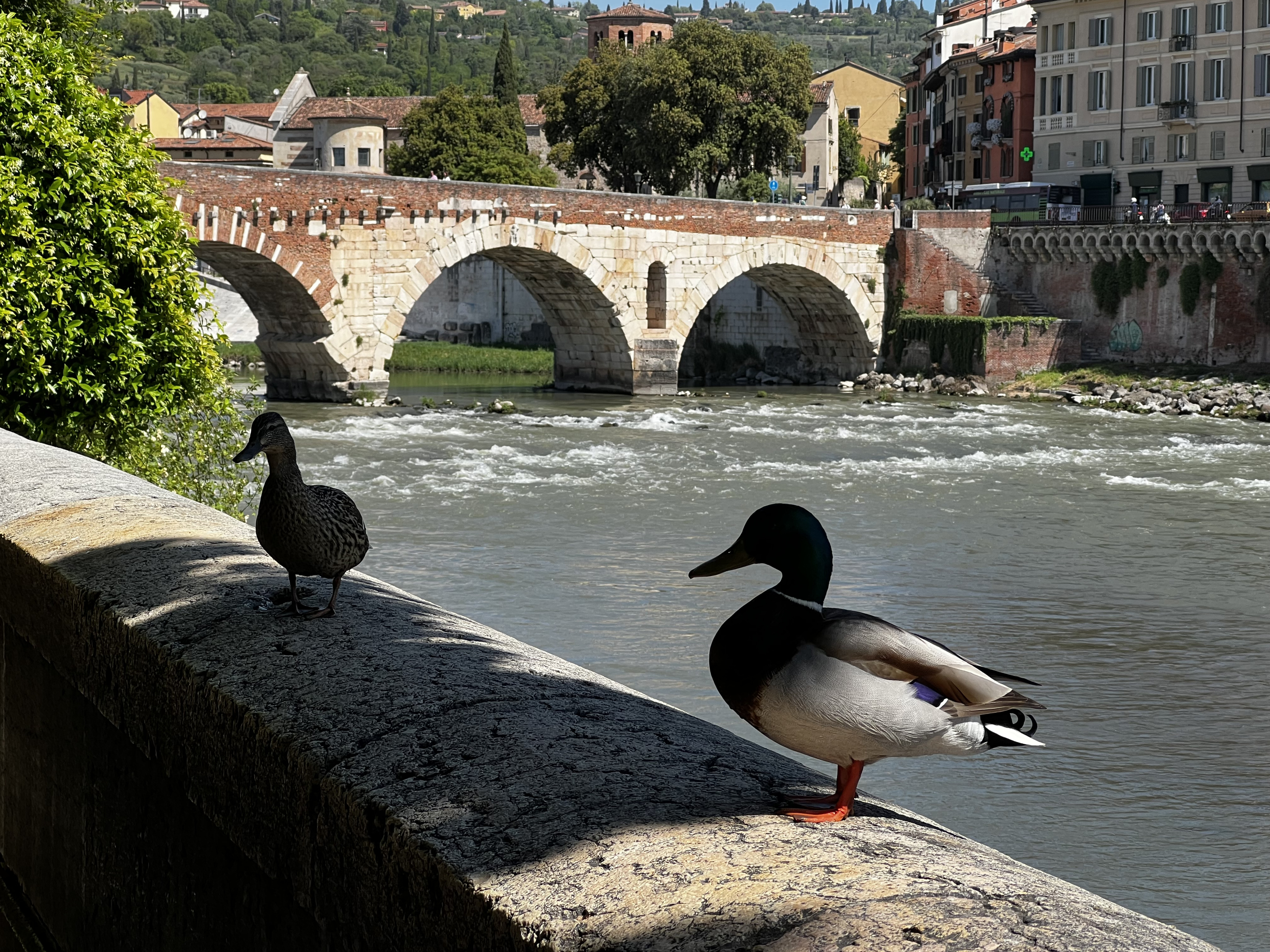 รูปถ่าย อิตาลี(Italy) เวโรเน่(Verona) 2022-05 52