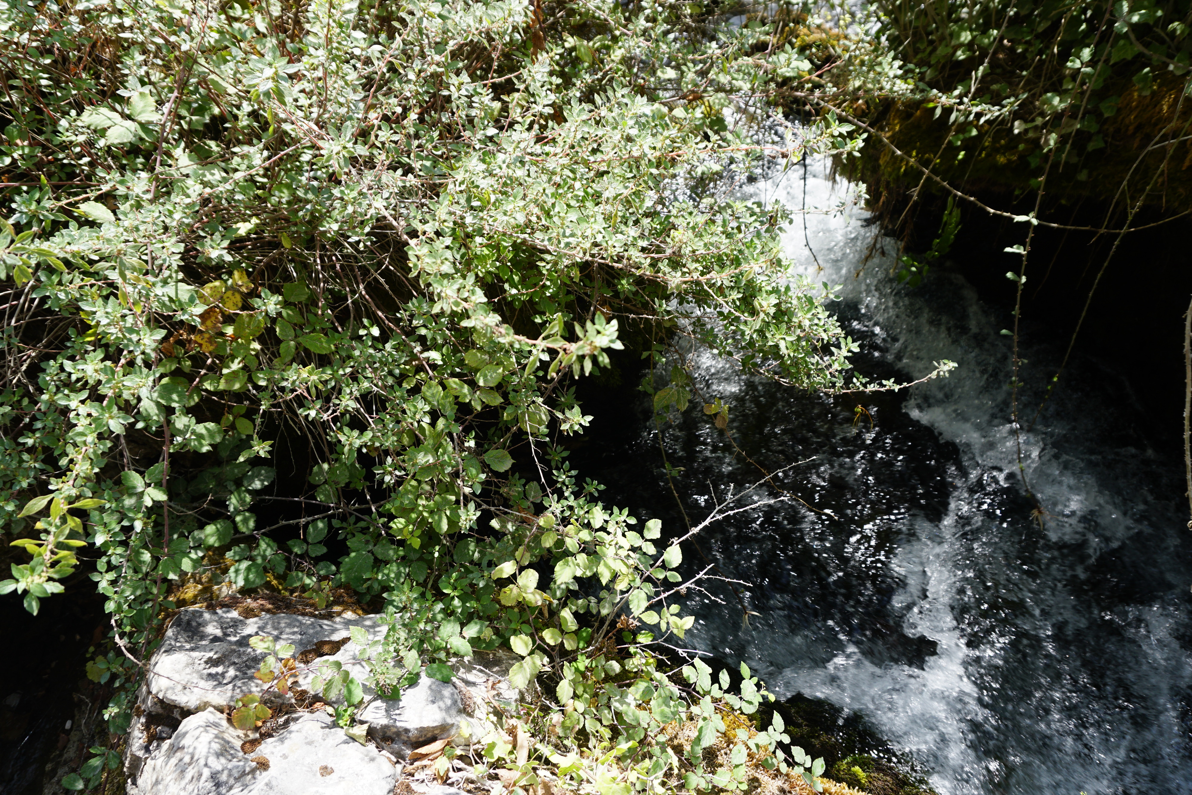รูปถ่าย ฝรั่งเศส(France) ฟงแตน-เดอ-โวกลูซ(Fontaine-de-Vaucluse) 2017-08 6