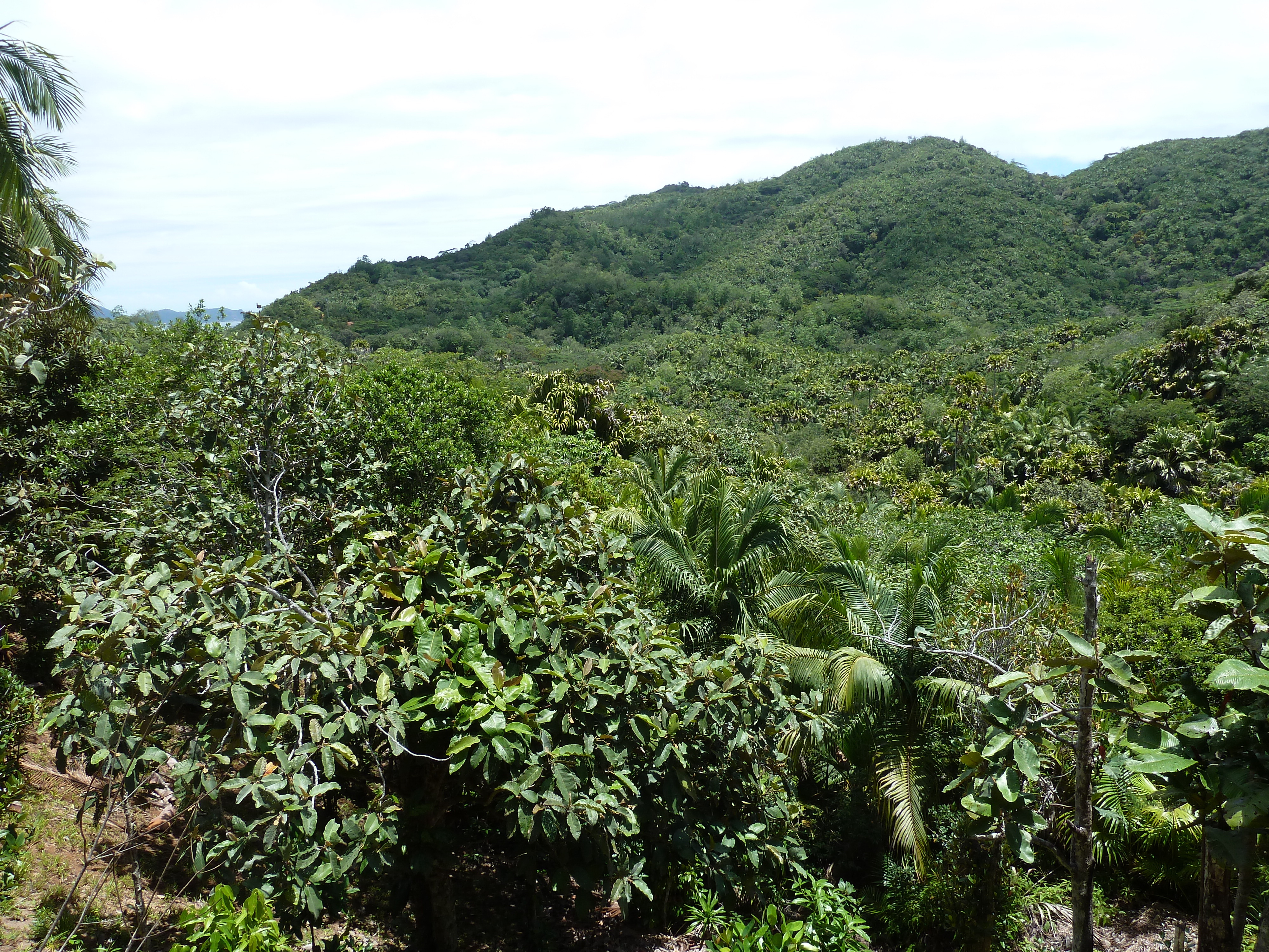 รูปถ่าย เซเชลส์(Seychelles) หุบเขาเดอไม(Vallee de Mai) 2011-10 81