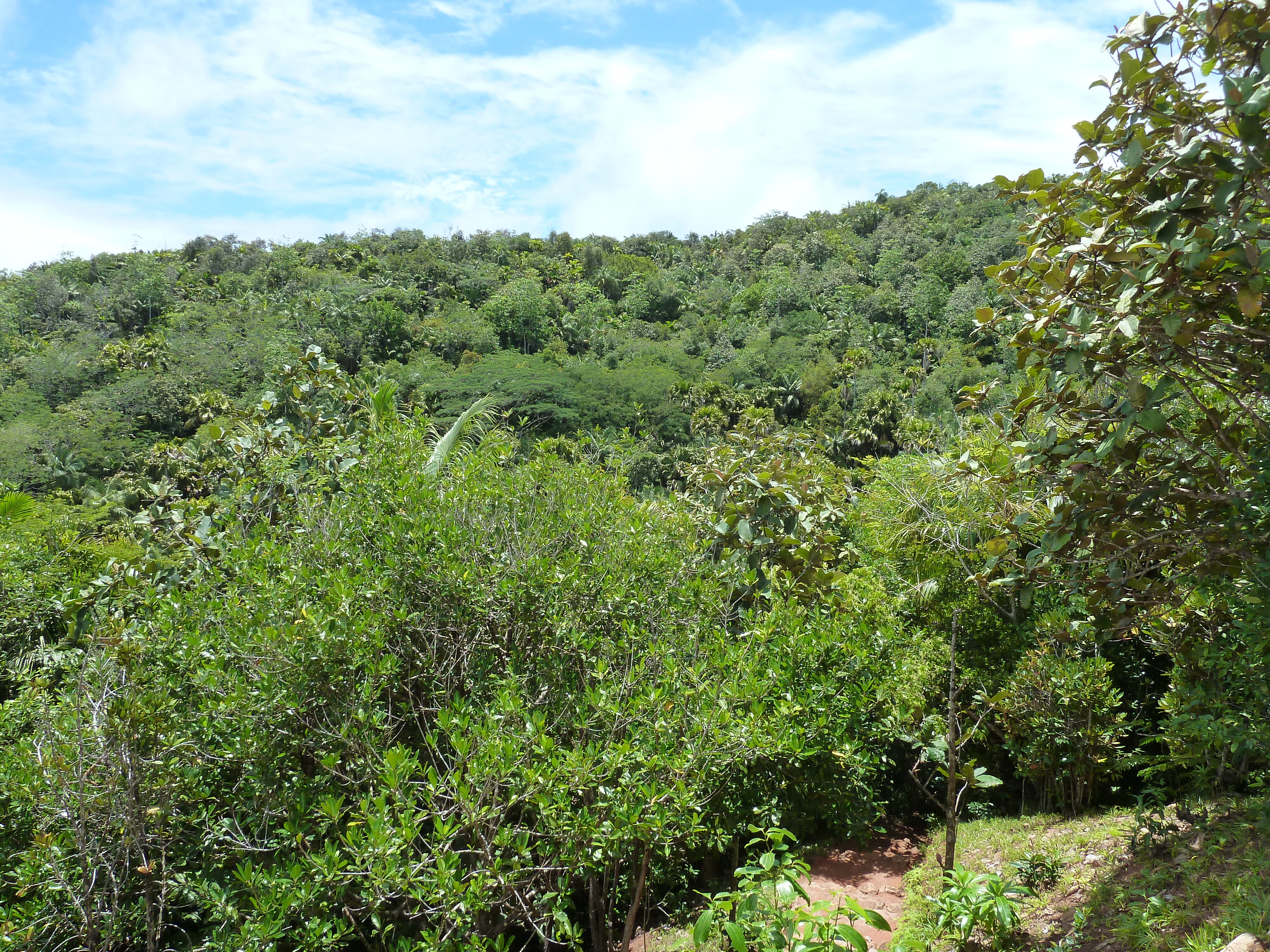 รูปถ่าย เซเชลส์(Seychelles) หุบเขาเดอไม(Vallee de Mai) 2011-10 65