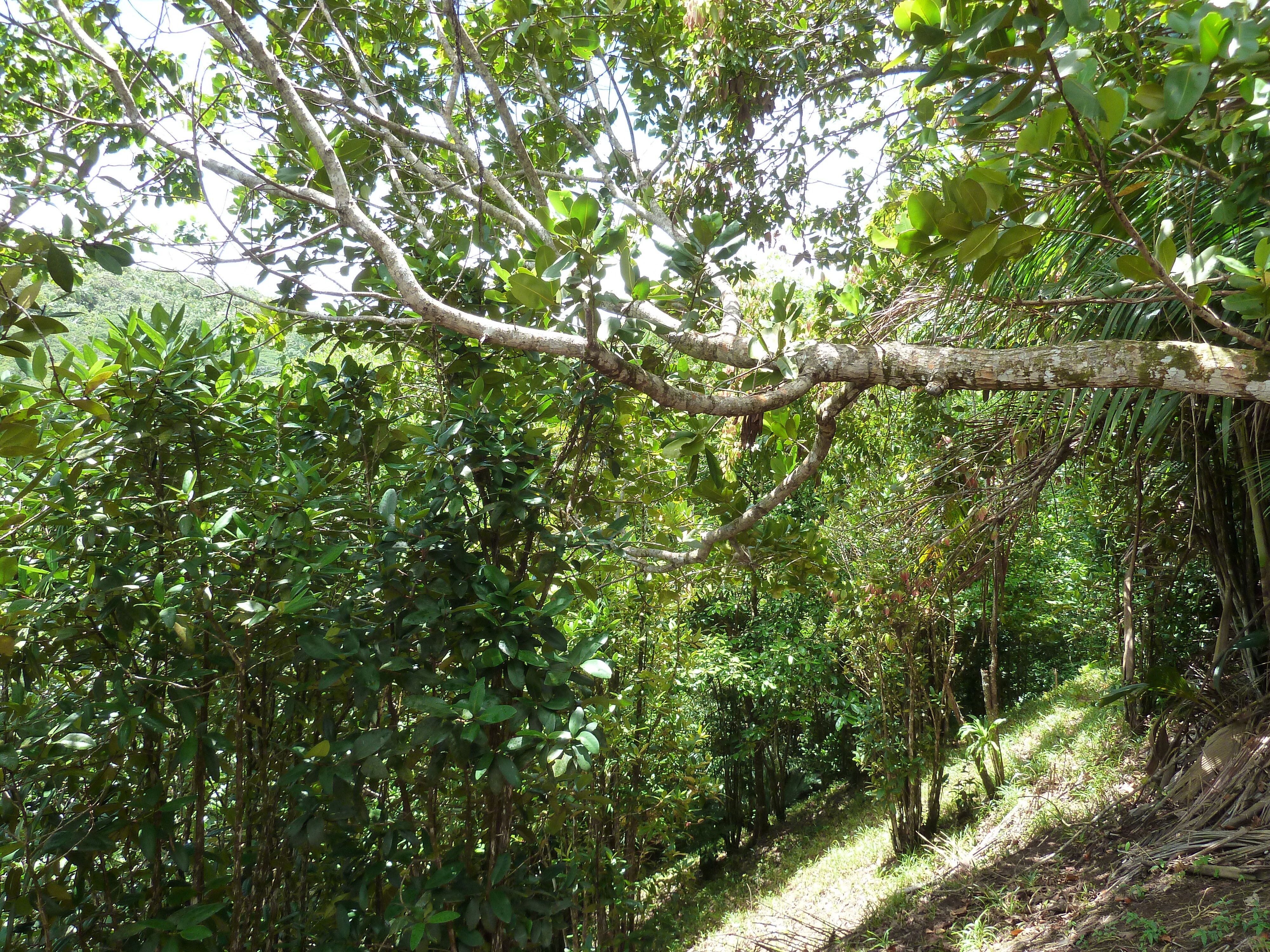รูปถ่าย เซเชลส์(Seychelles) หุบเขาเดอไม(Vallee de Mai) 2011-10 72