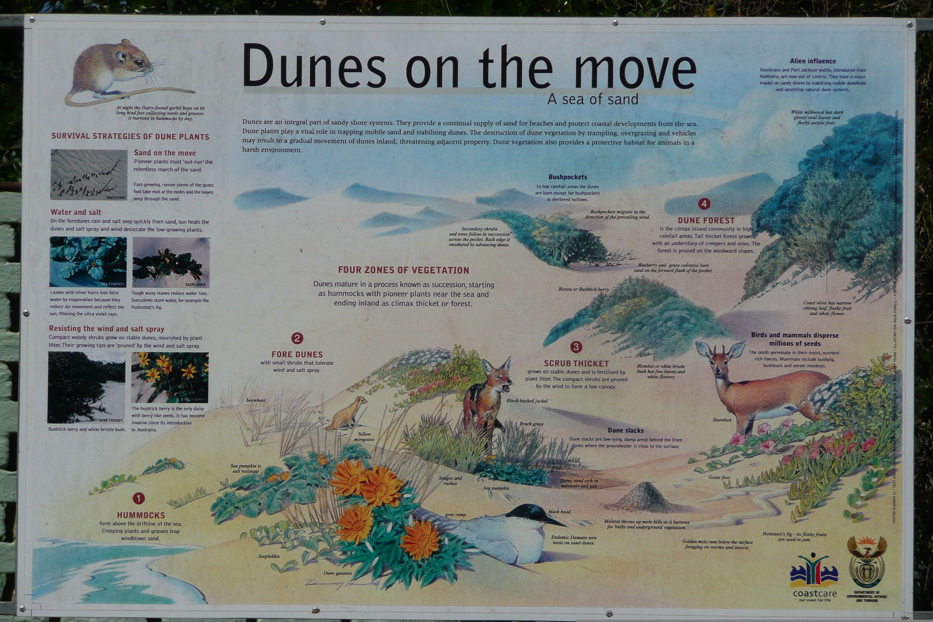 รูปถ่าย แอฟริกาใต้(South Africa) หุบเขาเนเจอร์ส(Nature's Valley) 2008-09 12