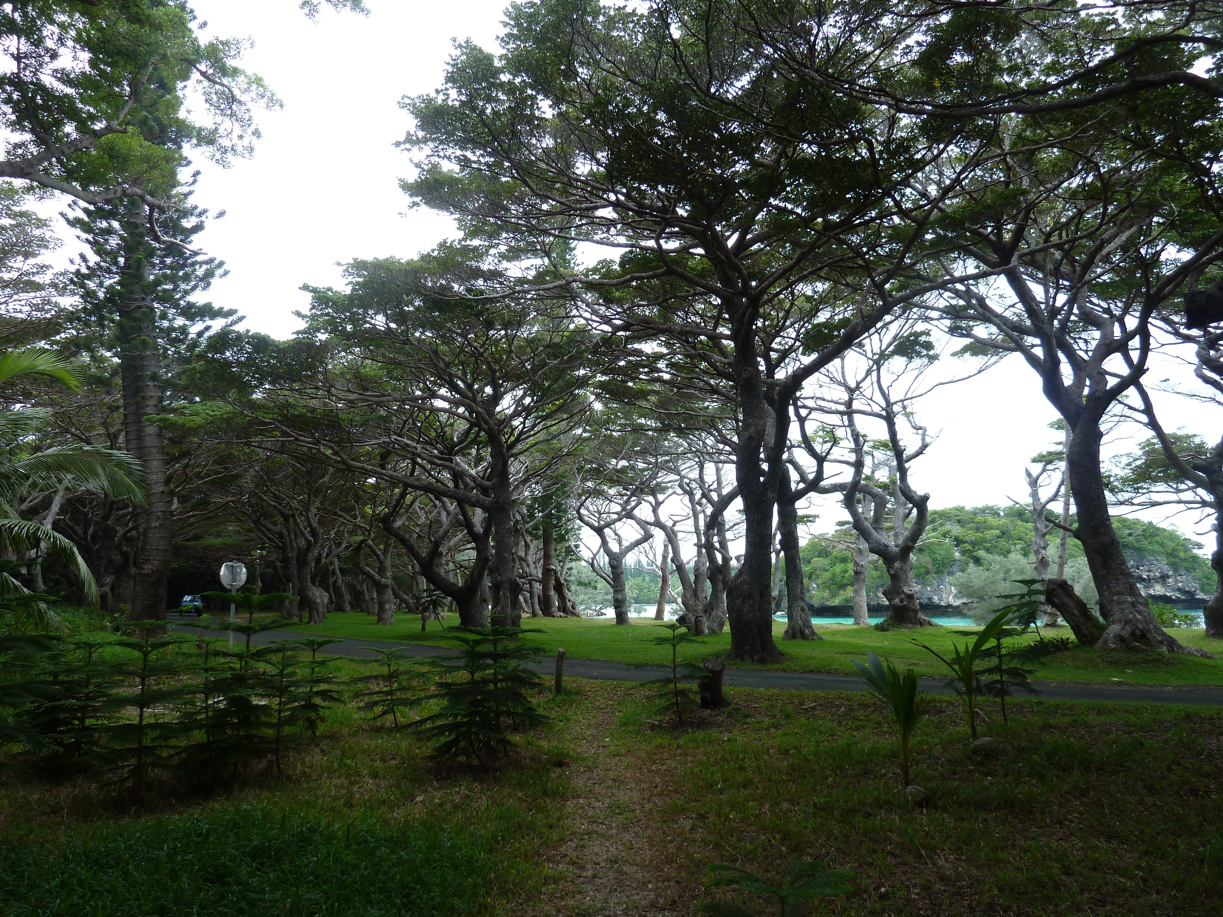 รูปถ่าย นิวแคลิโดเนีย(New Caledonia) เกาะต้นสน(Ile des pins) หาดคูโต(Kuto Beach) 2010-05 8
